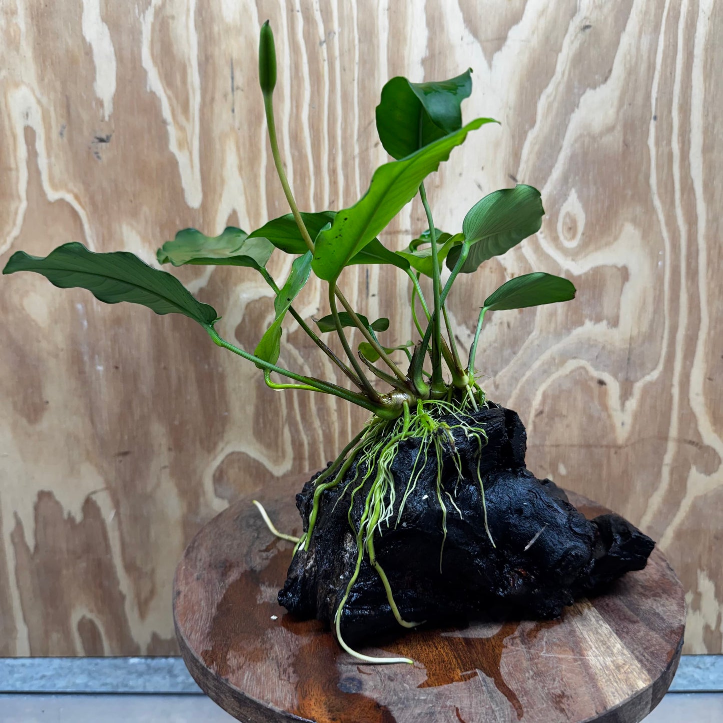 Pisces Enterprises One Only Anubias ‘Isabelle' on Medium Driftwood Creation - One Only - Happy Anubias Isabelle on Medium Driftwood ONE ONLY Scapeshop Aquarium Plant