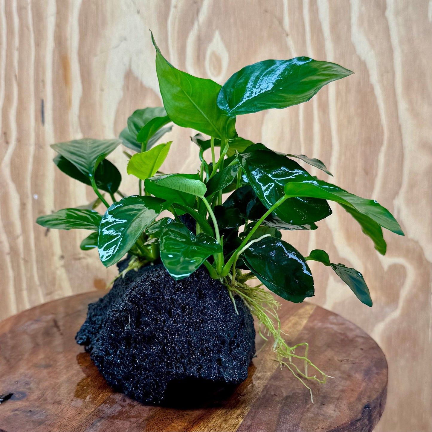 Pisces Enterprises One Only Anubias Jenny and Nana on Large Black Lava Rock Creation - One Only Anubias Jenny and Nana on Large Black Lava Rock Creation - One Only