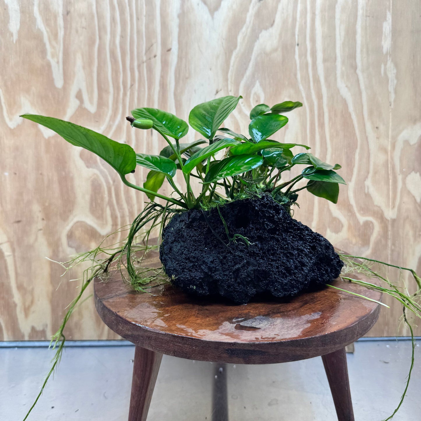 Pisces Enterprises One Only Anubias Jenny and Nana on Large Black Lava Rock Creation - One Only Anubias Jenny and Nana on Large Black Lava Rock Creation - One Only