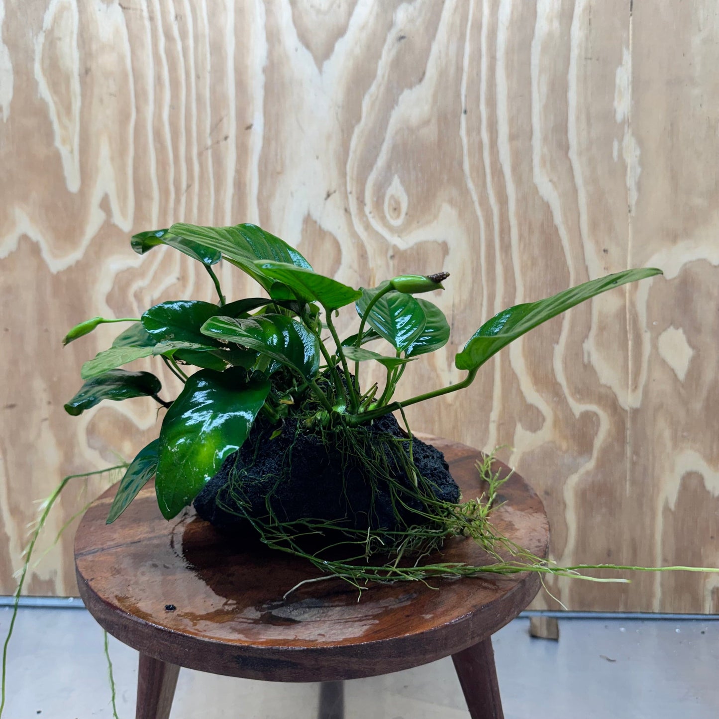 Pisces Enterprises One Only Anubias Jenny and Nana on Large Black Lava Rock Creation - One Only Anubias Jenny and Nana on Large Black Lava Rock Creation - One Only