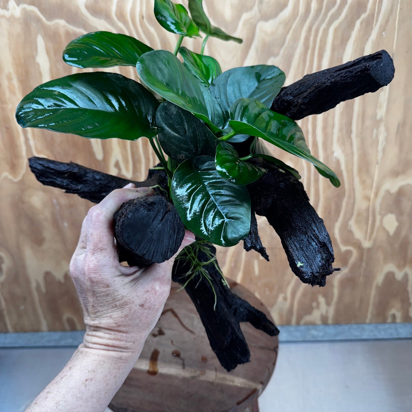 Pisces Enterprises One Only Anubias Jenny on Large Driftwood Creation - ONE ONLY Shop for Driftwood Aquarium Features, Anubias Jenny on Large One Only