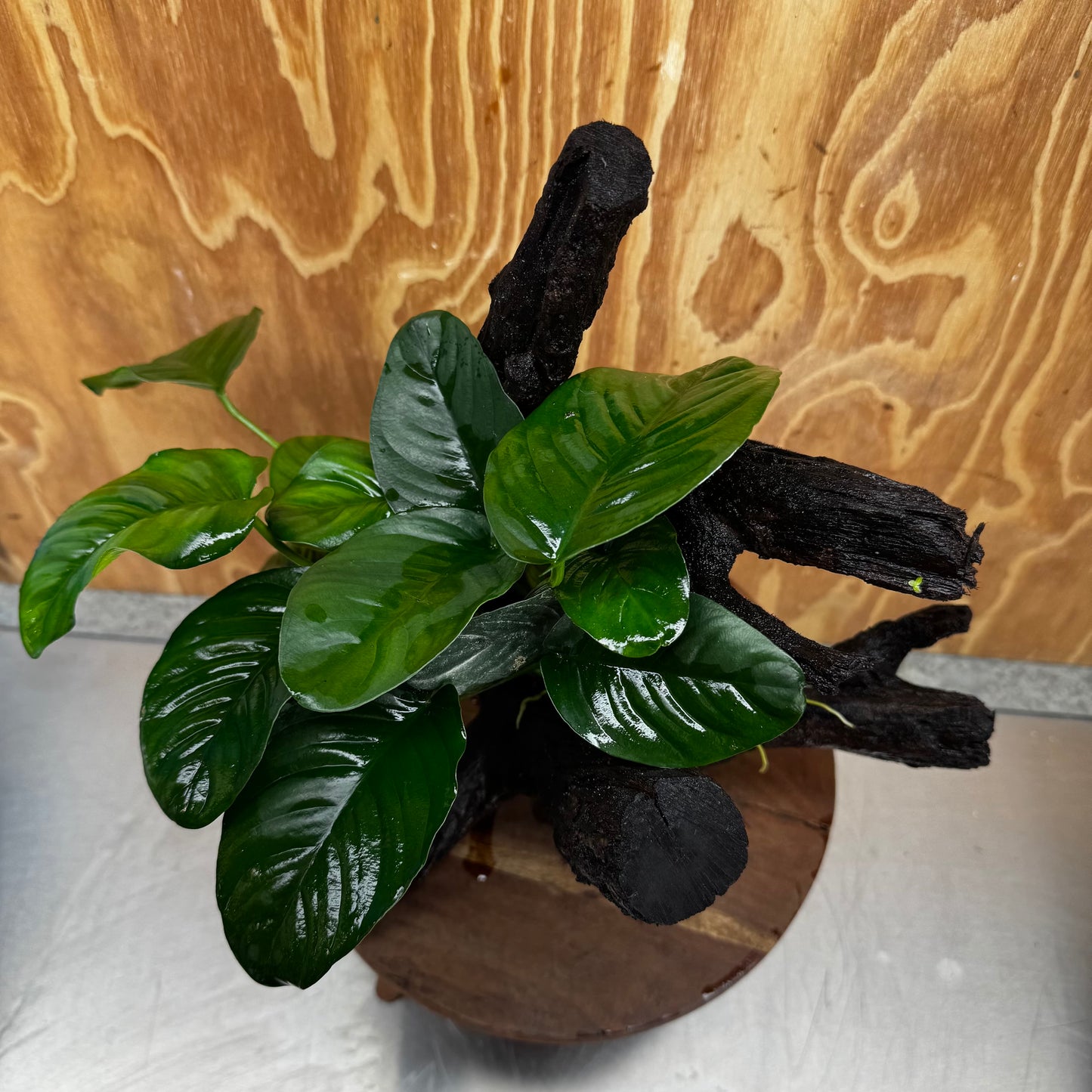 Pisces Enterprises One Only Anubias Jenny on Large Driftwood Creation - ONE ONLY Shop for Driftwood Aquarium Features, Anubias Jenny on Large One Only