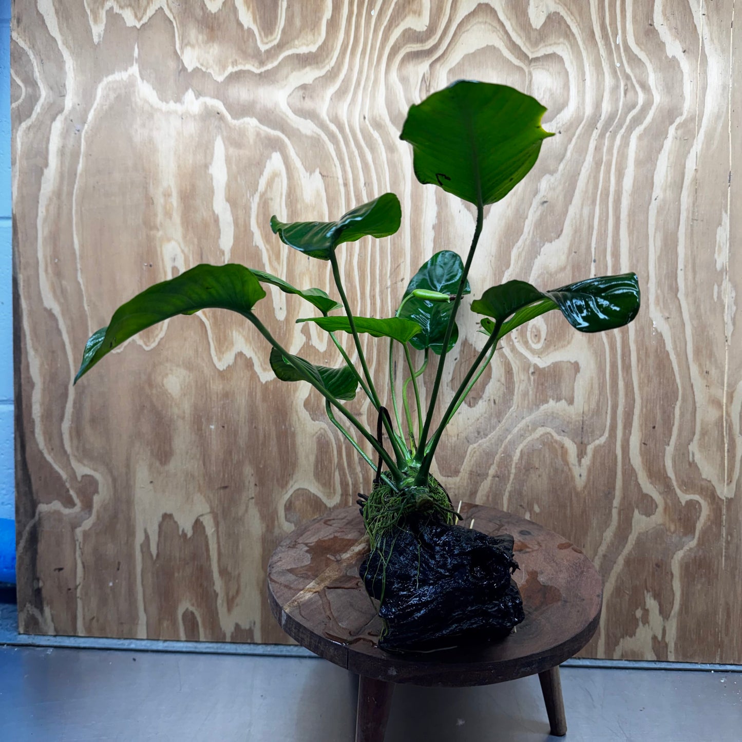 Pisces Enterprises One Only Anubias Jenny on Medium Driftwood Creation - One Only - Delightful Buy Anubias Jenny on Medium Driftwood - one only - Aquarium Plants