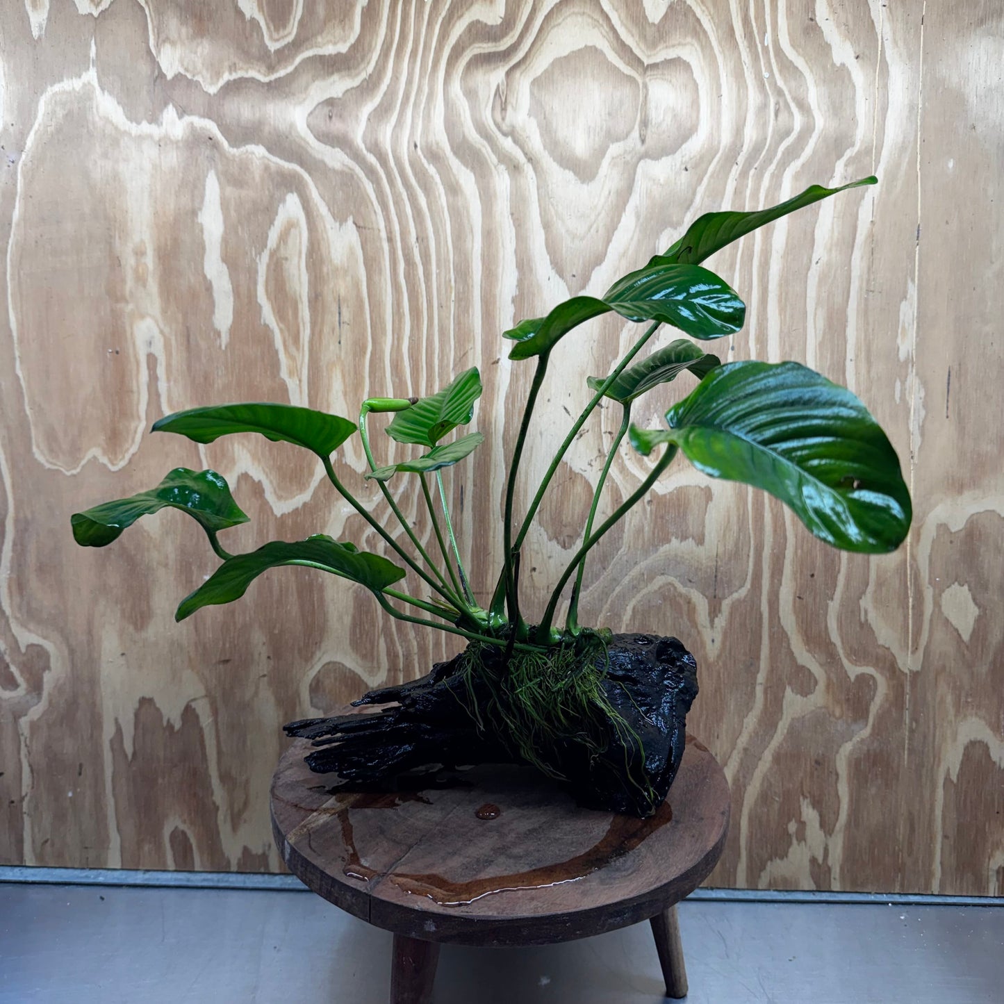 Pisces Enterprises One Only Anubias Jenny on Medium Driftwood Creation - One Only - Delightful Buy Anubias Jenny on Medium Driftwood - one only - Aquarium Plants