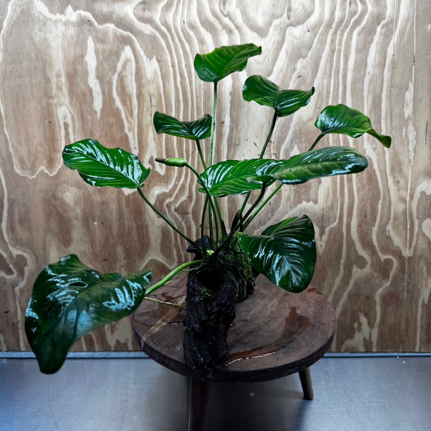 Pisces Enterprises One Only Anubias Jenny on Medium Driftwood Creation - One Only - Delightful Buy Anubias Jenny on Medium Driftwood - one only - Aquarium Plants