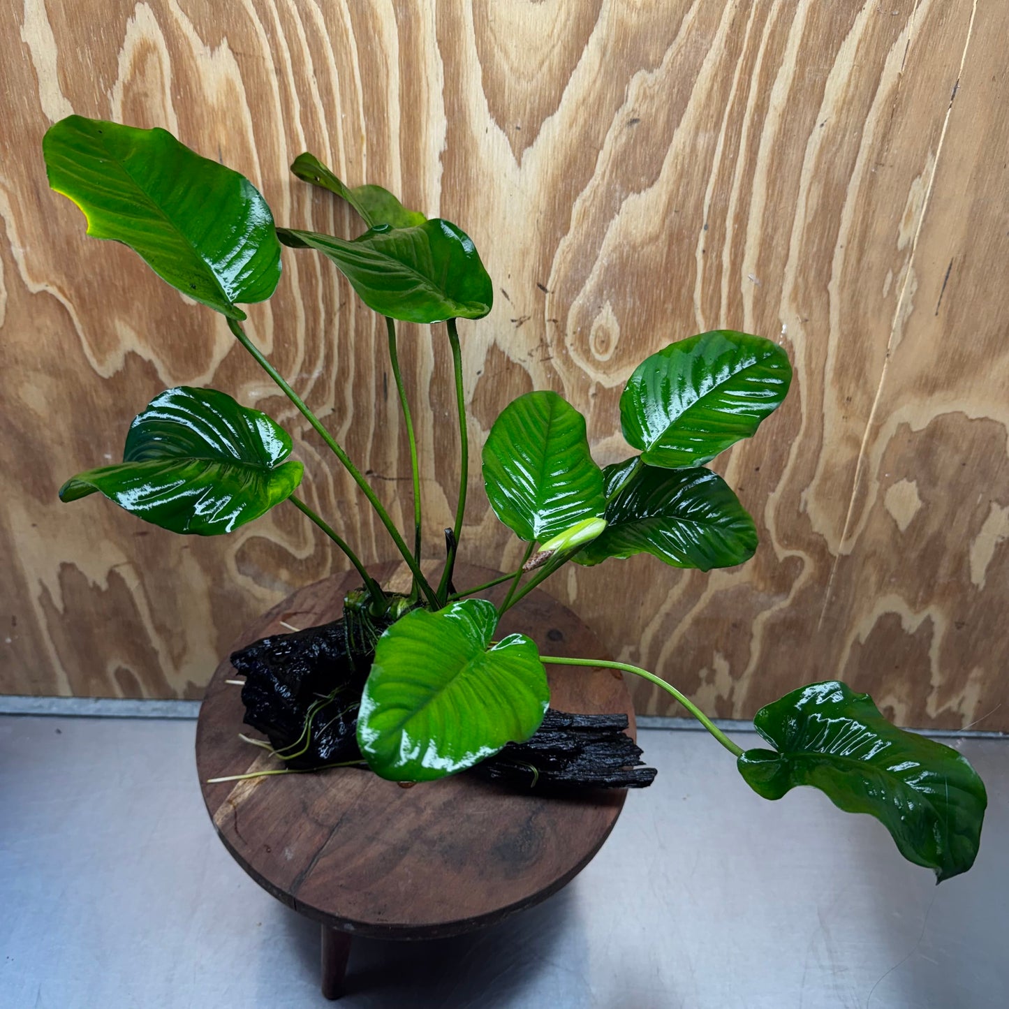 Pisces Enterprises One Only Anubias Jenny on Medium Driftwood Creation - One Only - Delightful Buy Anubias Jenny on Medium Driftwood - one only - Aquarium Plants
