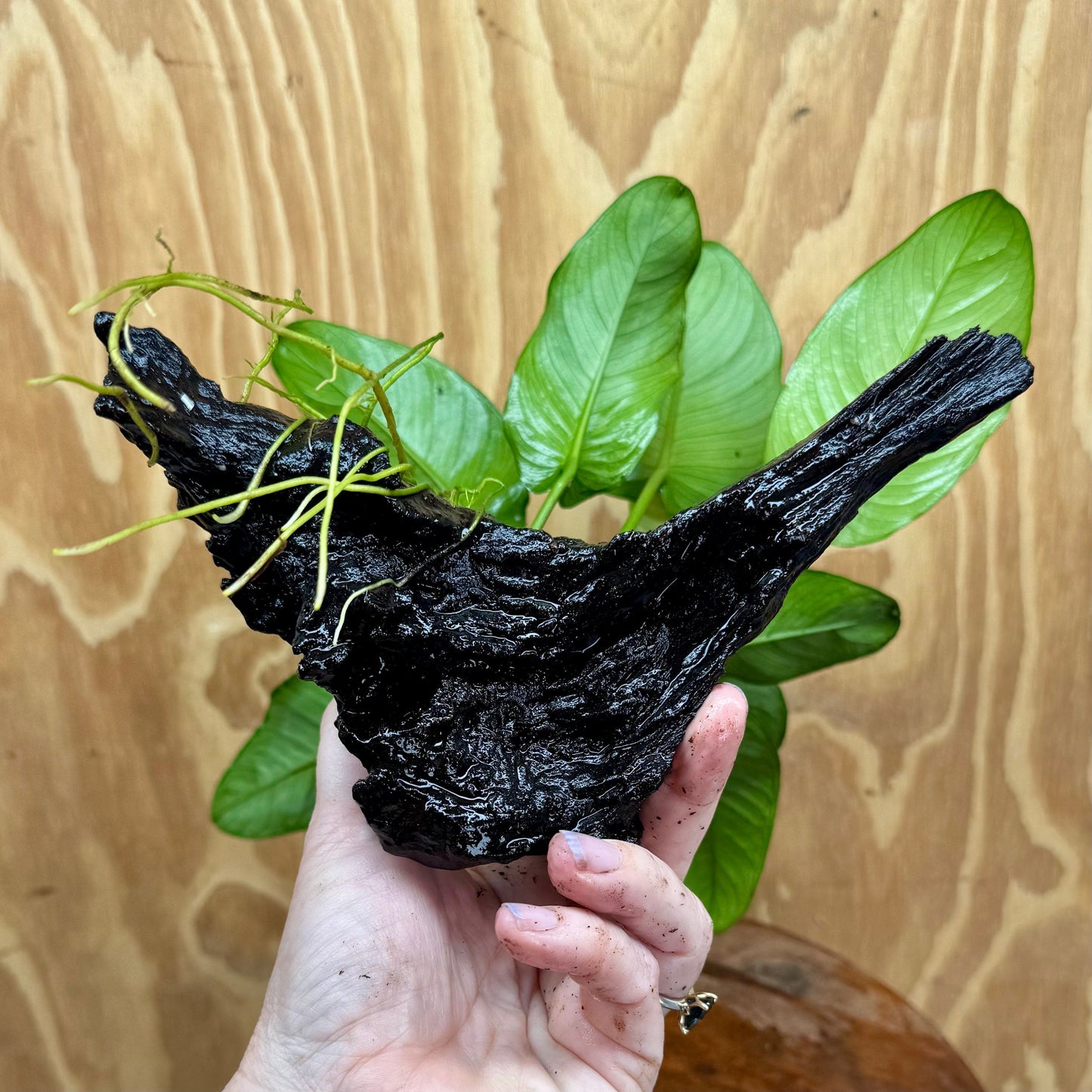 Pisces Enterprises One Only Anubias ‘Jenny' on Medium Driftwood Creation - One Only - Fancy Anubias Barteri on Medium Driftwood - ONE ONLY - Scapeshop Aquarium