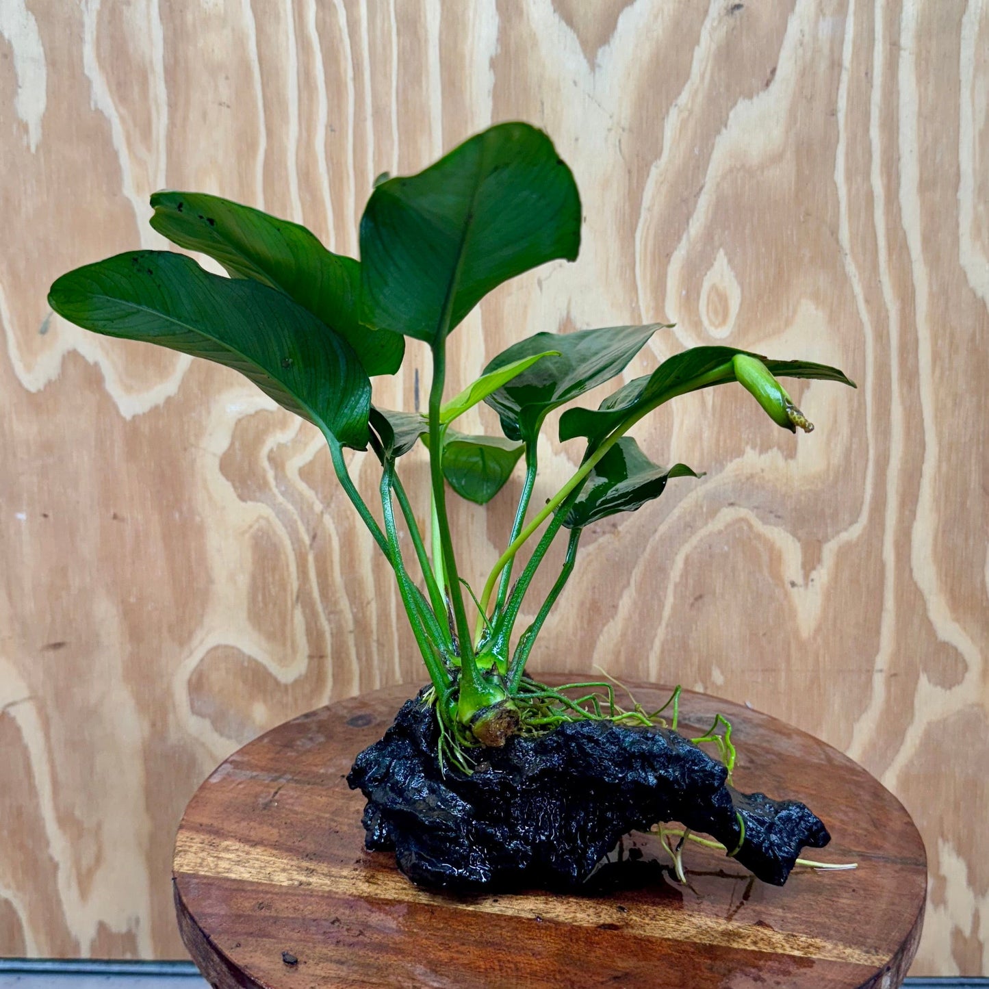 Pisces Enterprises One Only Anubias ‘Jenny' on Medium Driftwood Creation - One Only - Fancy Anubias Barteri on Medium Driftwood - ONE ONLY - Scapeshop Aquarium