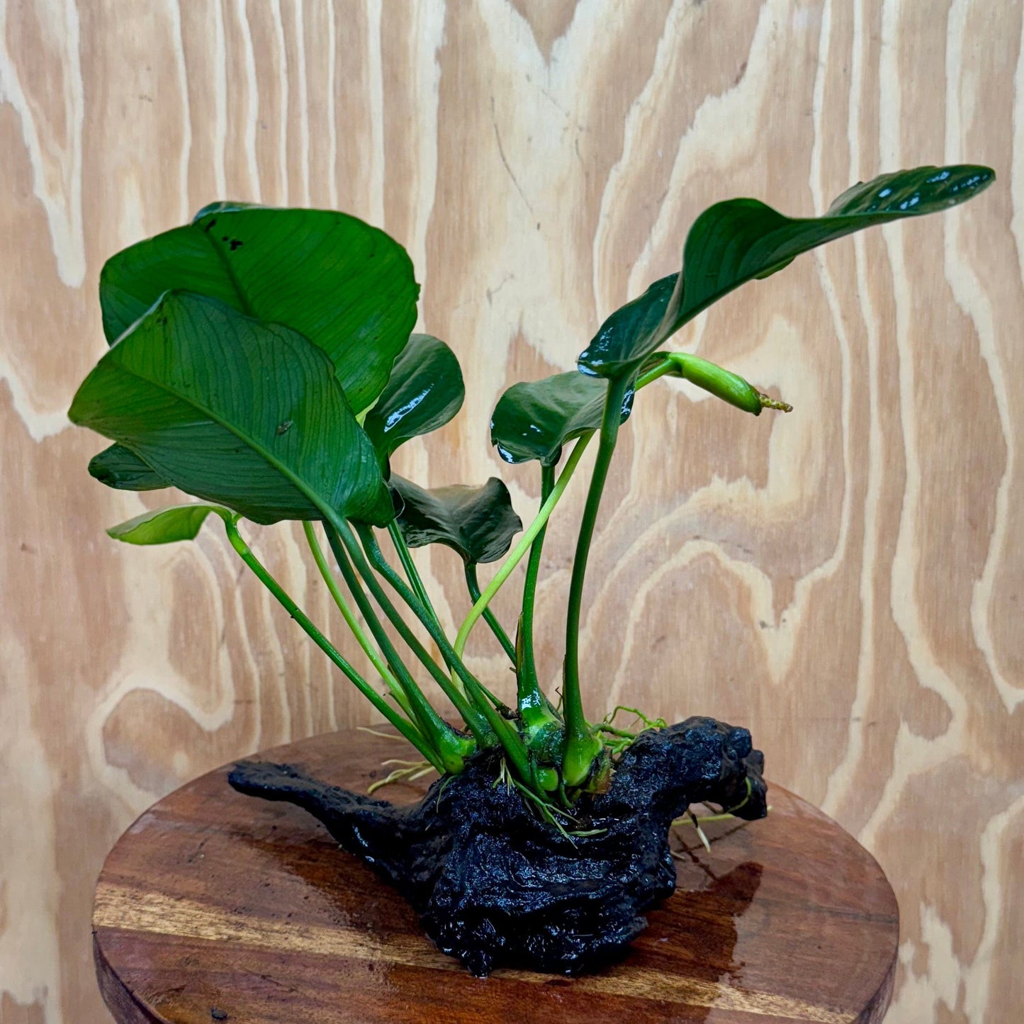 Pisces Enterprises One Only Anubias ‘Jenny' on Medium Driftwood Creation - One Only - Fancy Anubias Barteri on Medium Driftwood - ONE ONLY - Scapeshop Aquarium