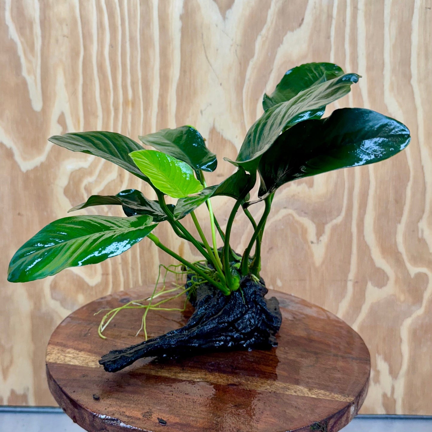 Pisces Enterprises One Only Anubias ‘Jenny' on Medium Driftwood Creation - One Only - Fancy Anubias Barteri on Medium Driftwood - ONE ONLY - Scapeshop Aquarium