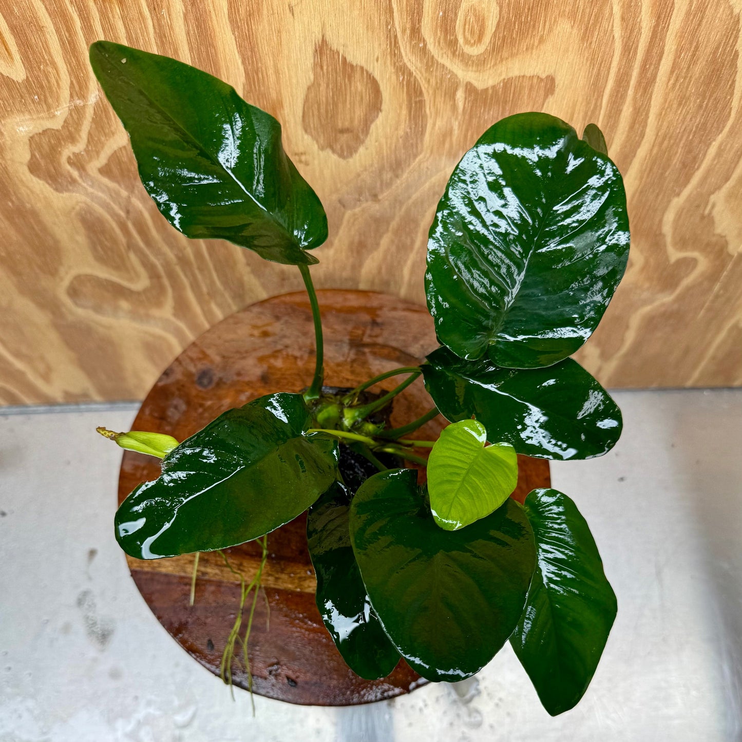 Pisces Enterprises One Only Anubias ‘Jenny' on Medium Driftwood Creation - One Only - Fancy Anubias Barteri on Medium Driftwood - ONE ONLY - Scapeshop Aquarium