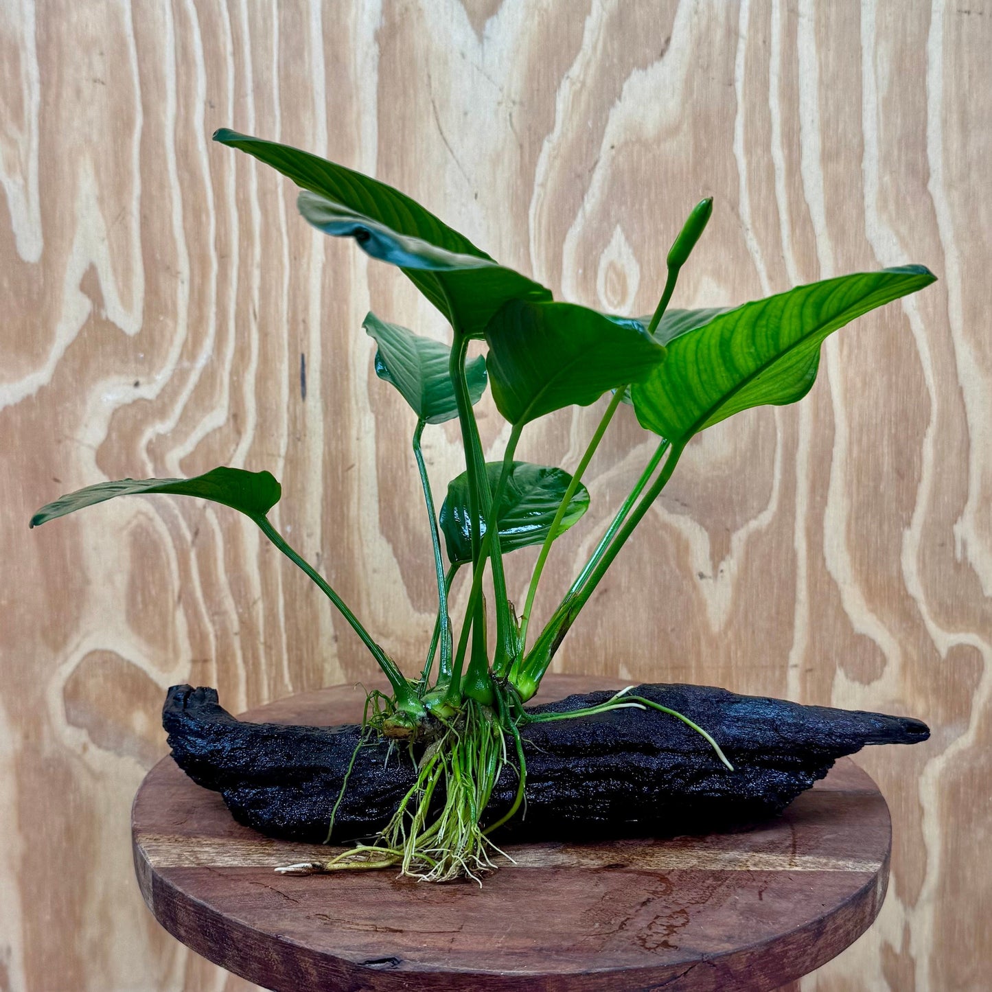 Scapeshop.com.au One Only Anubias 'Jenny' on Medium Driftwood Creation - One Only - Grace Anubias Jenny on Medium Driftwood - ONE ONLY - Scapeshop