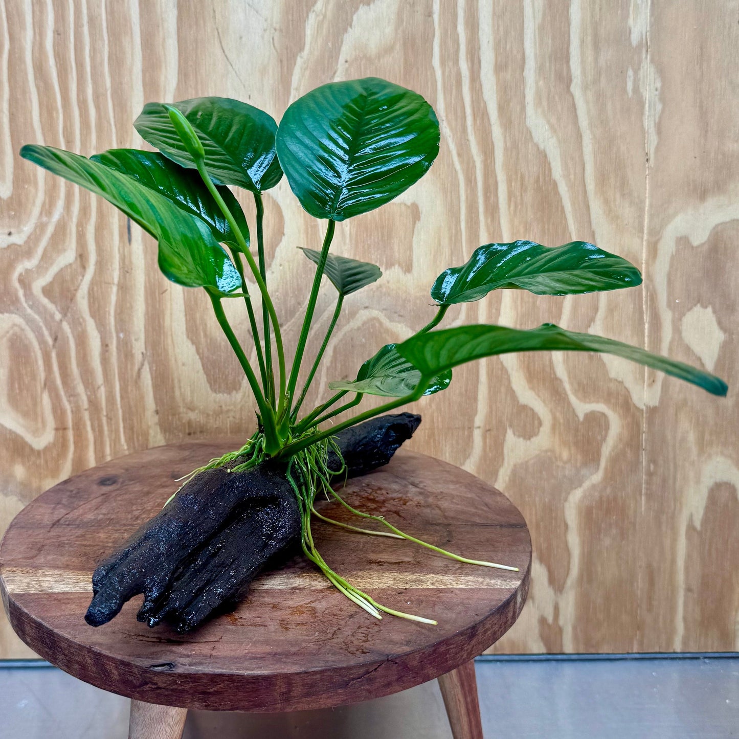 Scapeshop.com.au One Only Anubias 'Jenny' on Medium Driftwood Creation - One Only - Grace Anubias Jenny on Medium Driftwood - ONE ONLY - Scapeshop