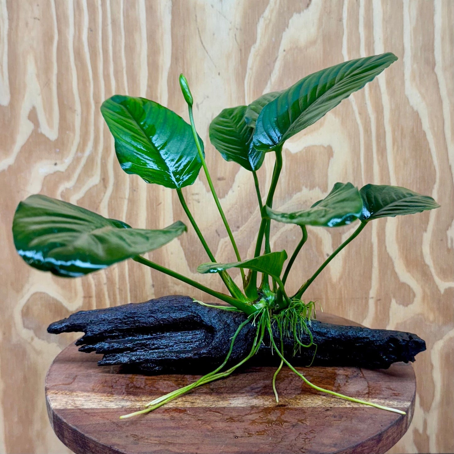 Scapeshop.com.au One Only Anubias 'Jenny' on Medium Driftwood Creation - One Only - Grace Anubias Jenny on Medium Driftwood - ONE ONLY - Scapeshop