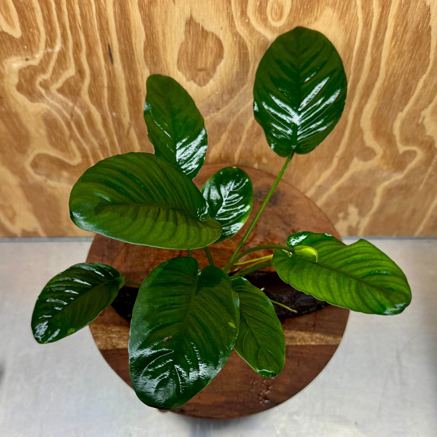 Scapeshop.com.au One Only Anubias 'Jenny' on Medium Driftwood Creation - One Only - Grace Anubias Jenny on Medium Driftwood - ONE ONLY - Scapeshop