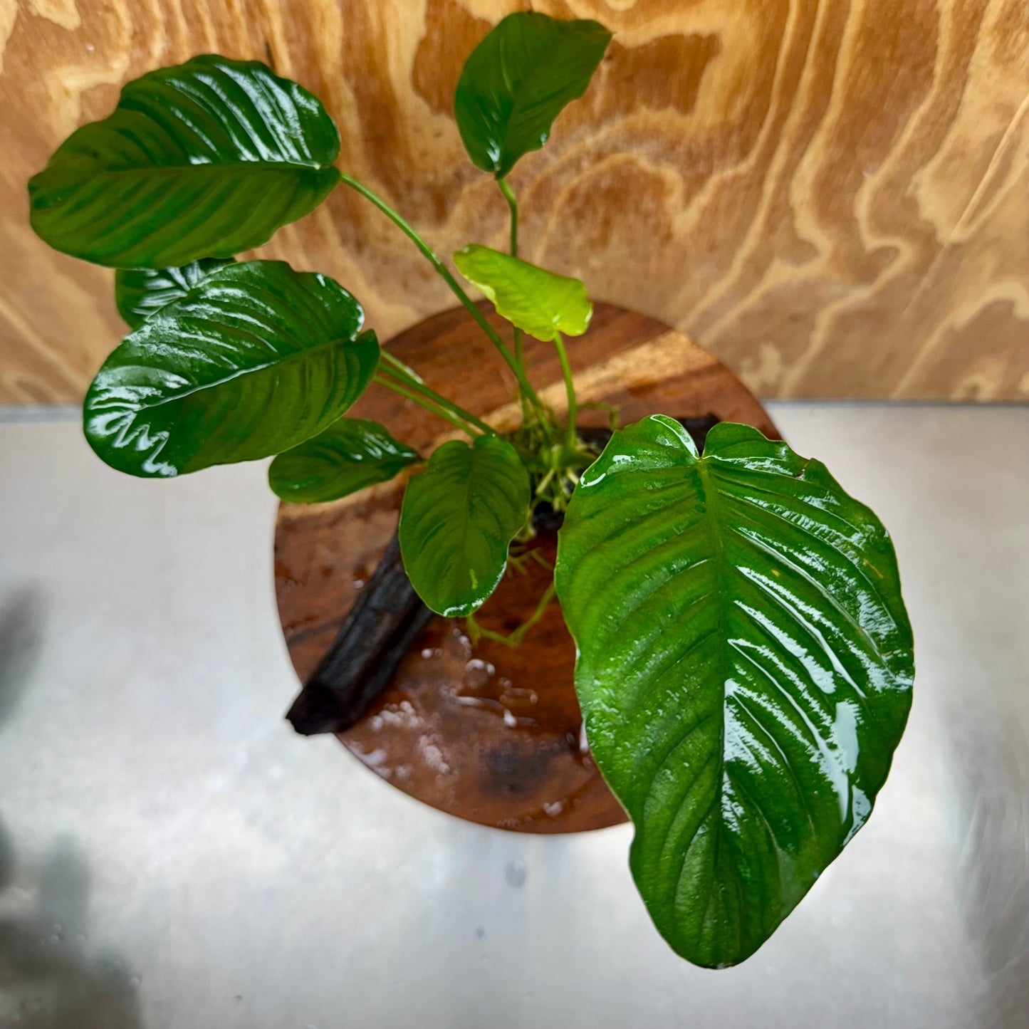 Scapeshop.com.au One Only Anubias 'Jenny' on Medium Driftwood Creation - One Only - Grace Anubias Jenny on Medium Driftwood - ONE ONLY - Scapeshop