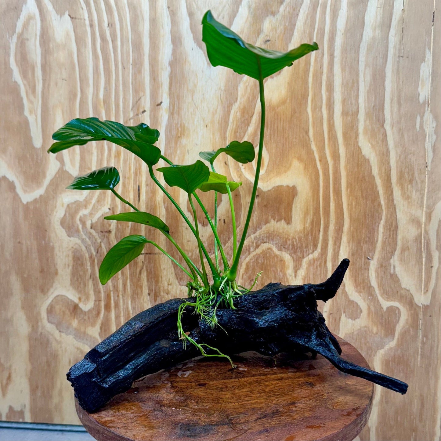 Scapeshop.com.au One Only Anubias 'Jenny' on Medium Driftwood Creation - One Only - Grace Anubias Jenny on Medium Driftwood - ONE ONLY - Scapeshop