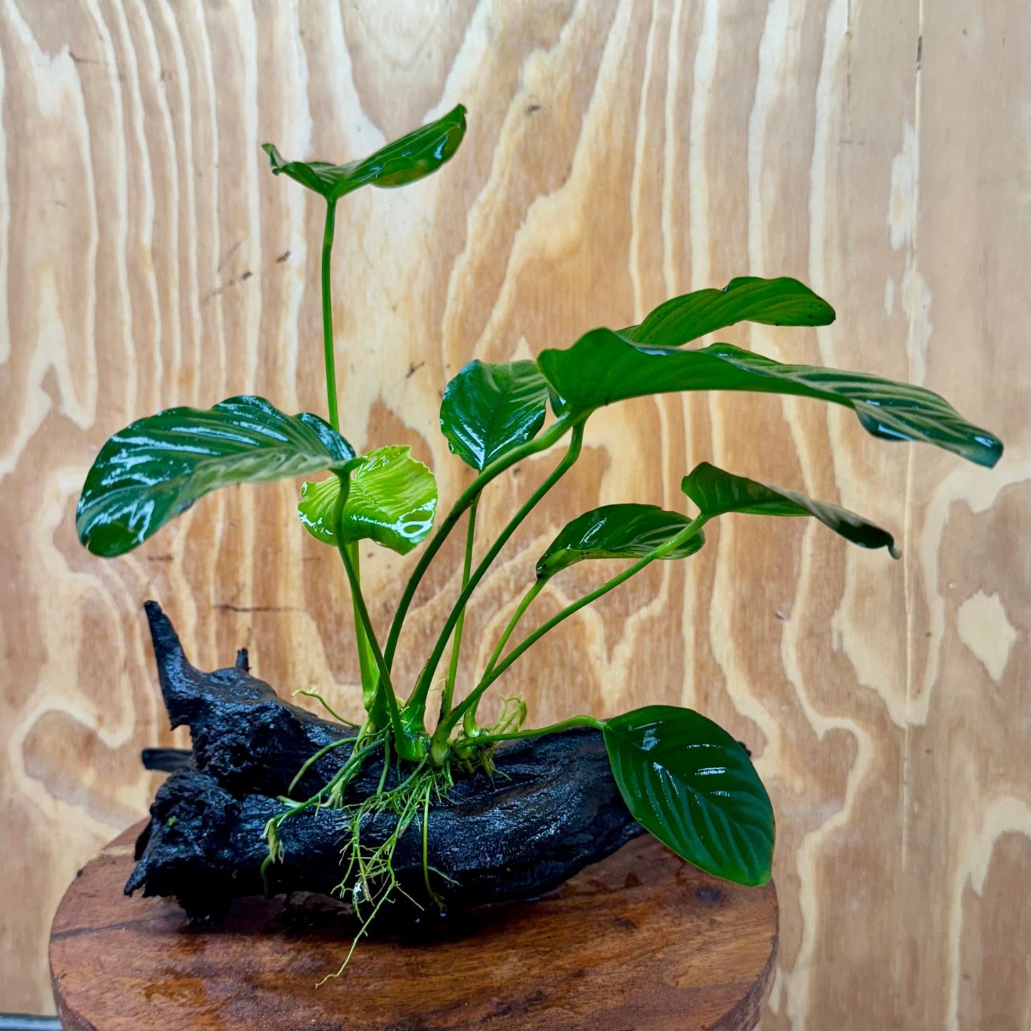 Scapeshop.com.au One Only Anubias 'Jenny' on Medium Driftwood Creation - One Only - Grace Anubias Jenny on Medium Driftwood - ONE ONLY - Scapeshop