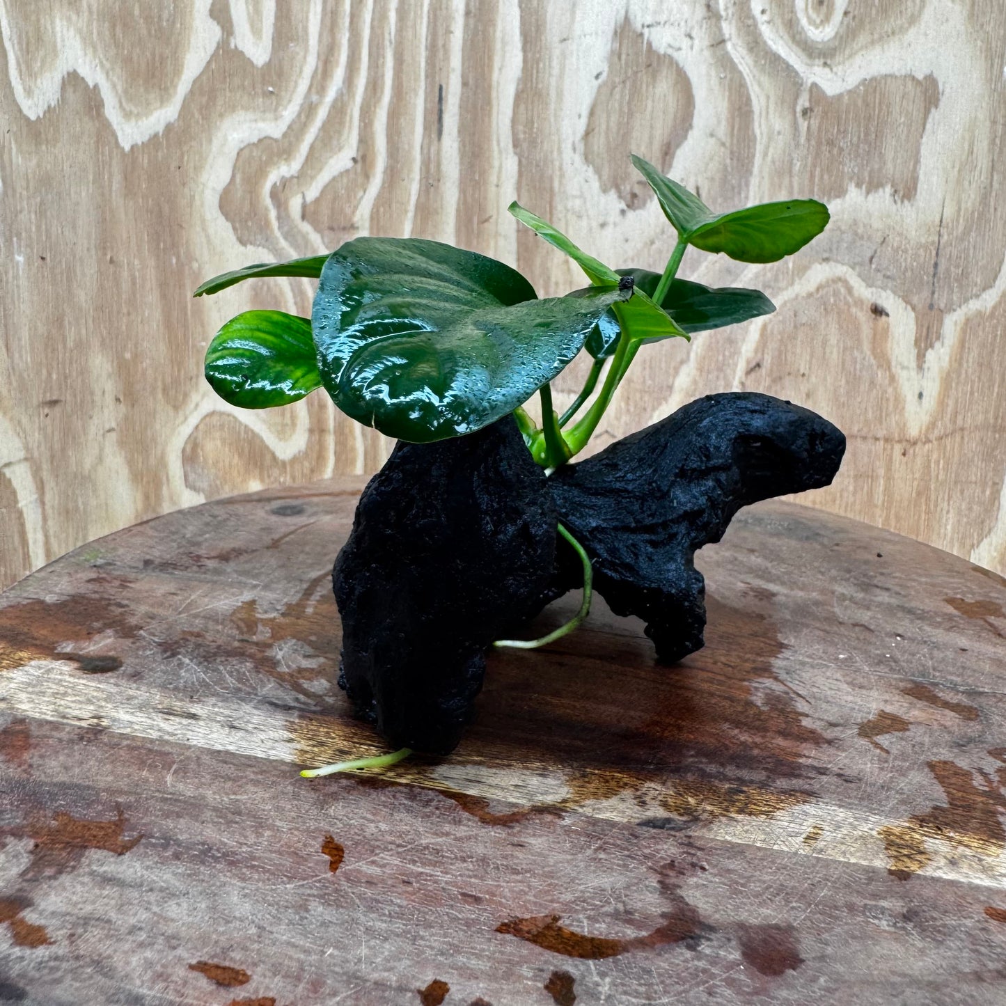 Pisces Enterprises One Only Anubias Jenny on Mini Driftwood Creation - One Only - Beautiful Anubias Jenny on Mini Driftwood Creation - One Only - Beautiful