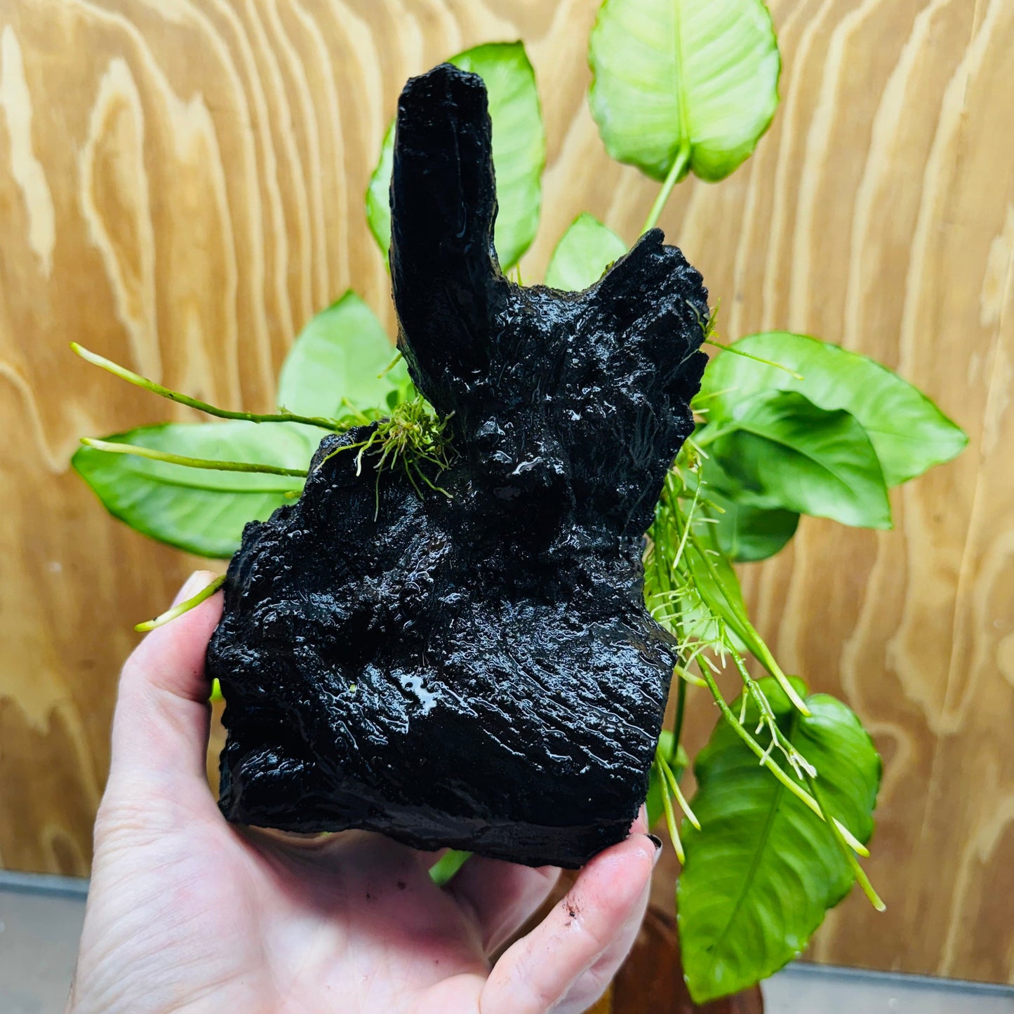Pisces Enterprises One Only Anubias 'Judy' on Medium Driftwood Creation - One Only - Dramatic Buy Anubias Judy on Medium Driftwood - ONE ONLY - Scapeshop Australia