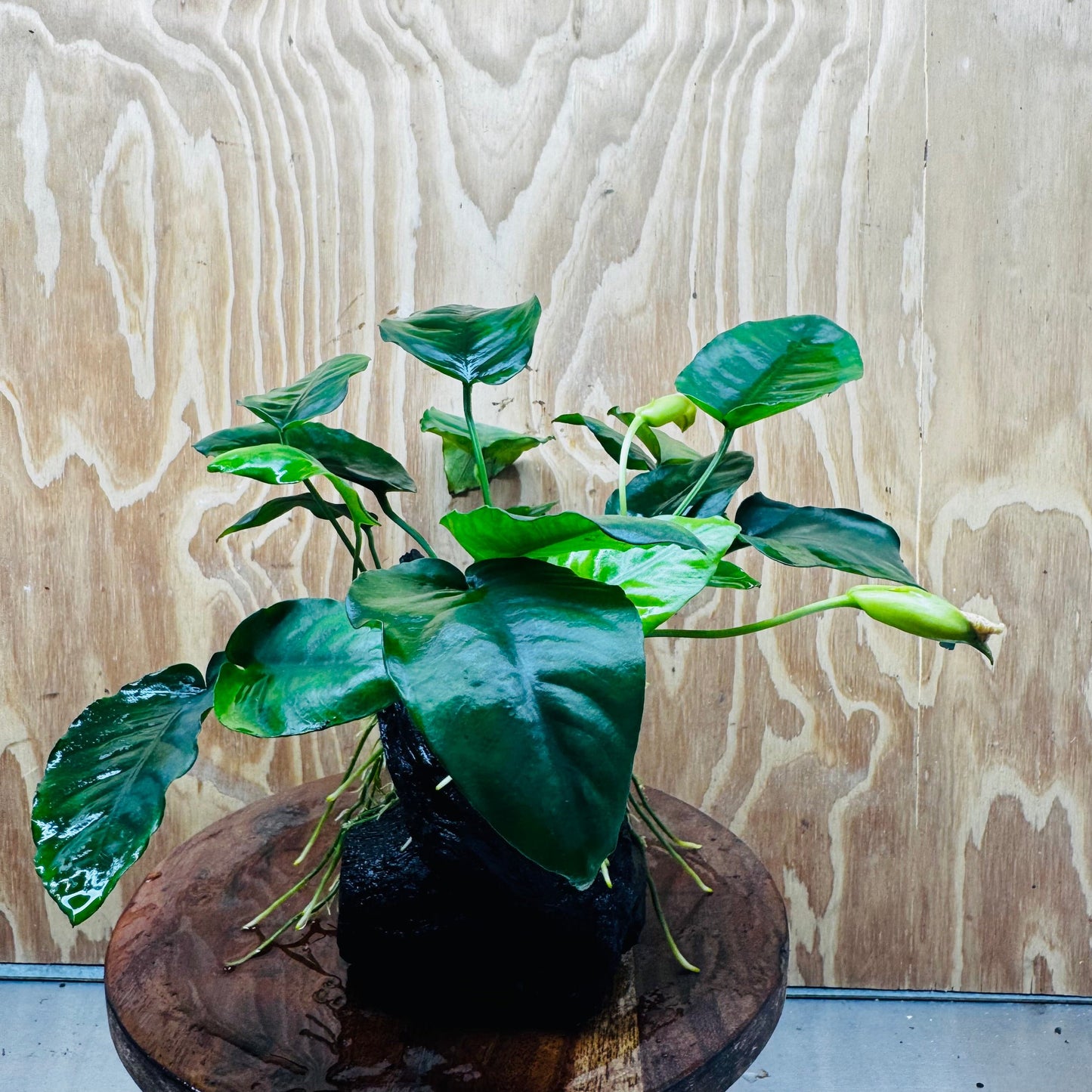 Pisces Enterprises One Only Anubias 'Judy' on Medium Driftwood Creation - One Only - Dramatic Buy Anubias Judy on Medium Driftwood - ONE ONLY - Scapeshop Australia