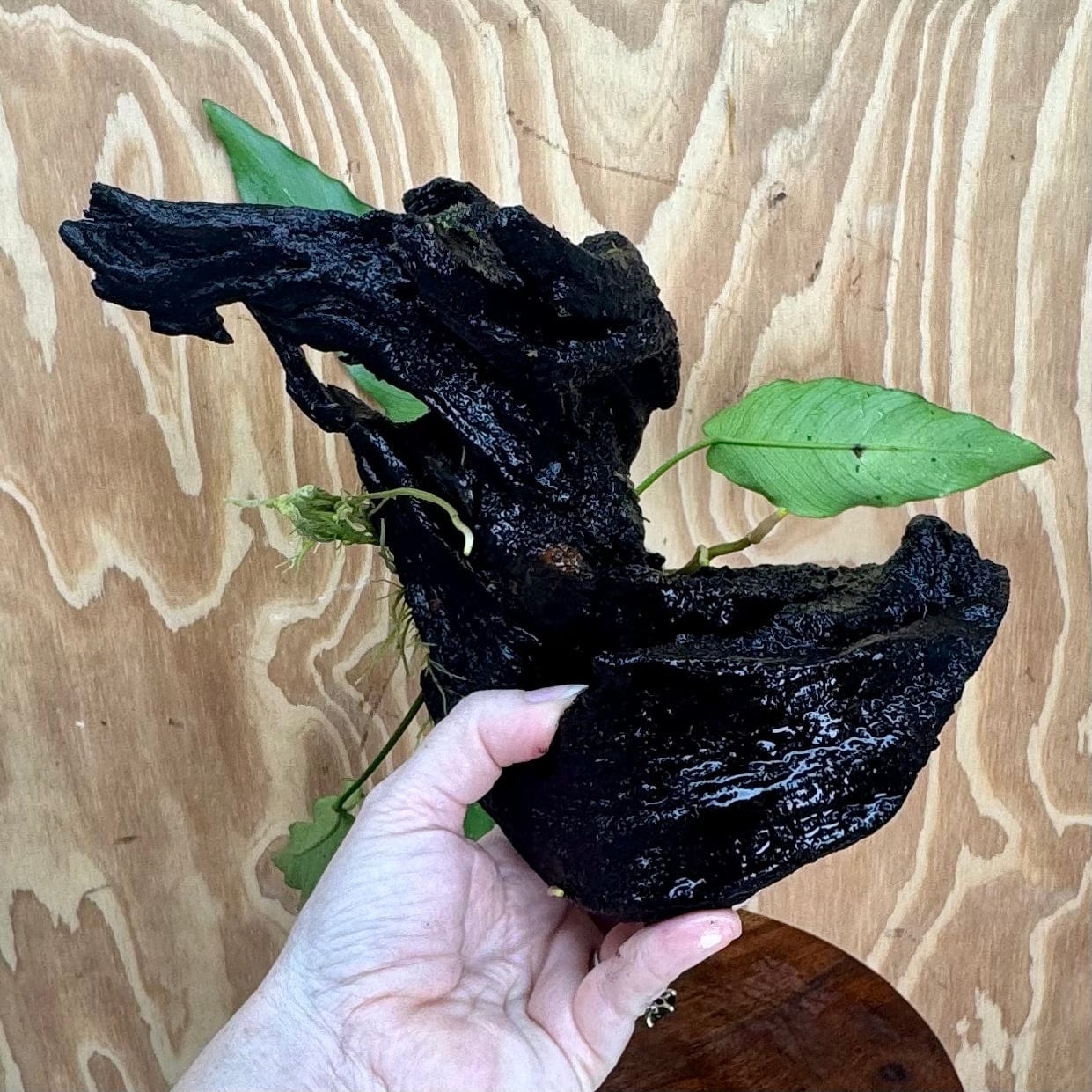 Pisces Enterprises One Only Anubias 'Lisa' on Large Driftwood Creation - ONE ONLY (B) Anubias Paco on Large Driftwood - One Only (B) Scapeshop Australia