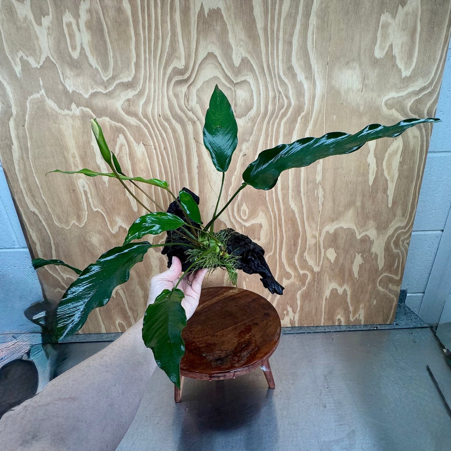 Pisces Enterprises One Only Anubias 'Lisa' on Large Driftwood Creation - ONE ONLY (B) Anubias Paco on Large Driftwood - One Only (B) Scapeshop Australia