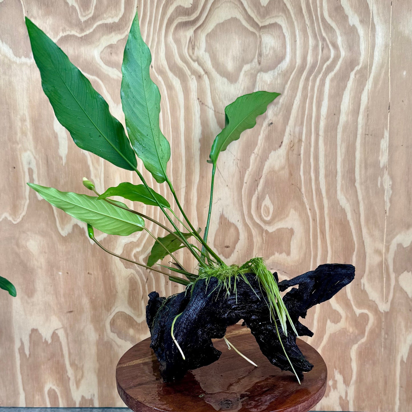 Pisces Enterprises One Only Anubias 'Lisa' on Large Driftwood Creation - ONE ONLY (B) Anubias Paco on Large Driftwood - One Only (B) Scapeshop Australia