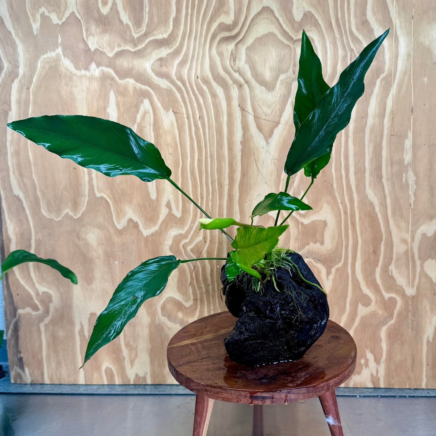 Pisces Enterprises One Only Anubias 'Lisa' on Large Driftwood Creation - ONE ONLY (B) Anubias Paco on Large Driftwood - One Only (B) Scapeshop Australia