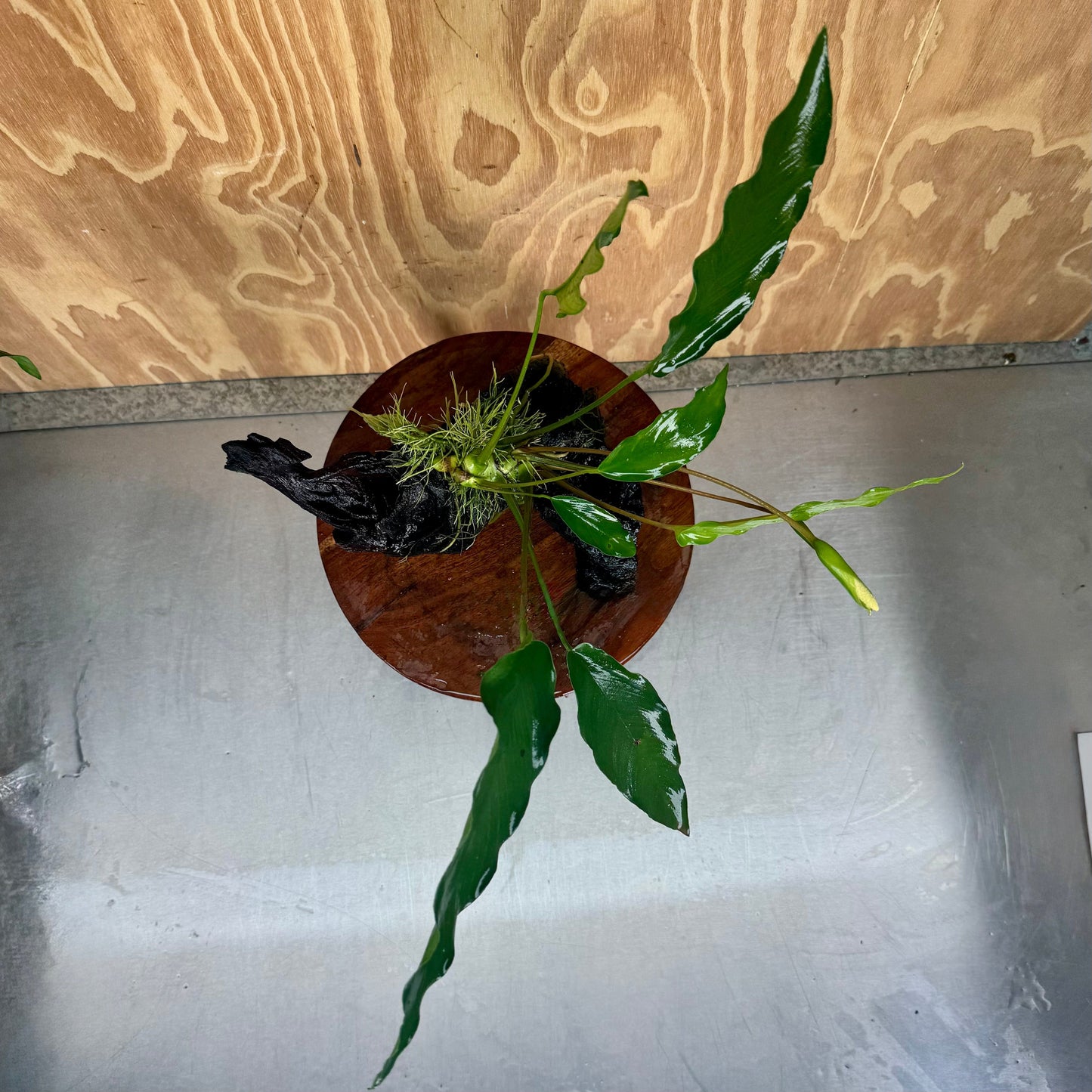 Pisces Enterprises One Only Anubias 'Lisa' on Large Driftwood Creation - ONE ONLY (B) Anubias Paco on Large Driftwood - One Only (B) Scapeshop Australia