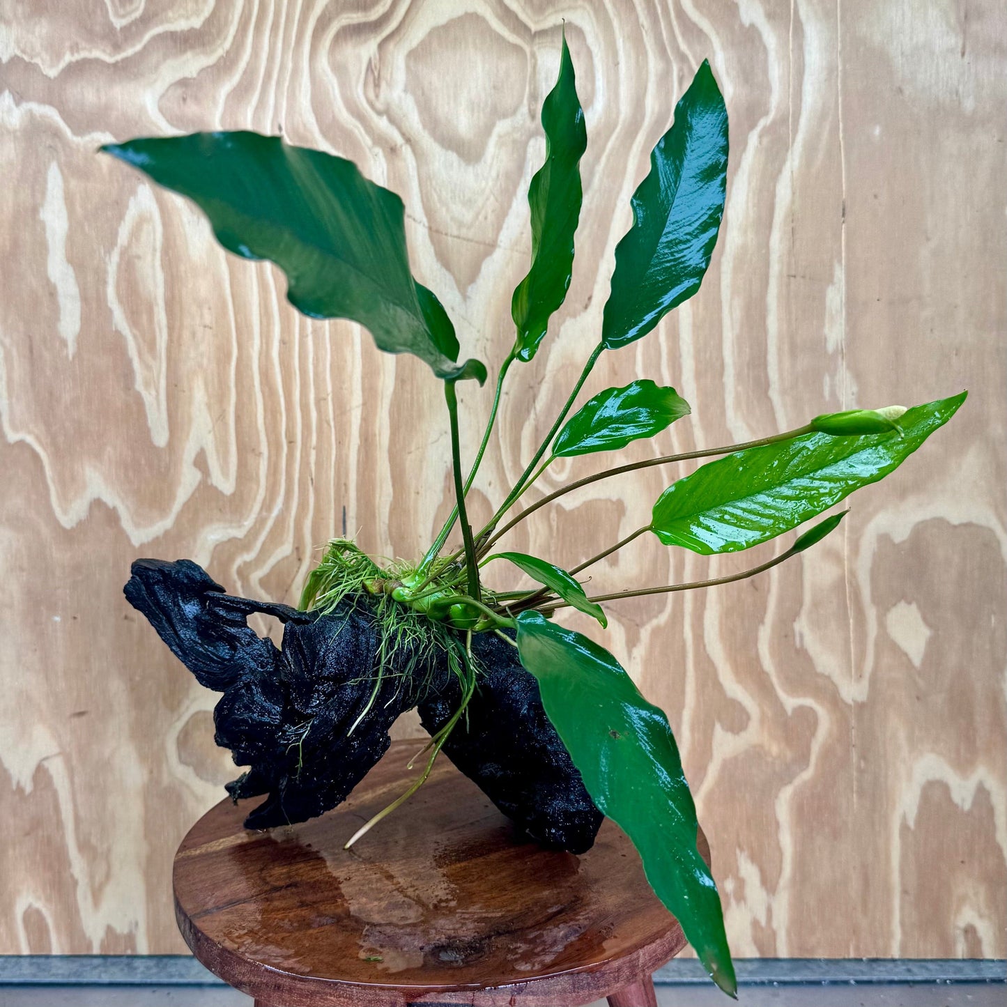 Pisces Enterprises One Only Anubias 'Lisa' on Large Driftwood Creation - ONE ONLY (B) Anubias Paco on Large Driftwood - One Only (B) Scapeshop Australia