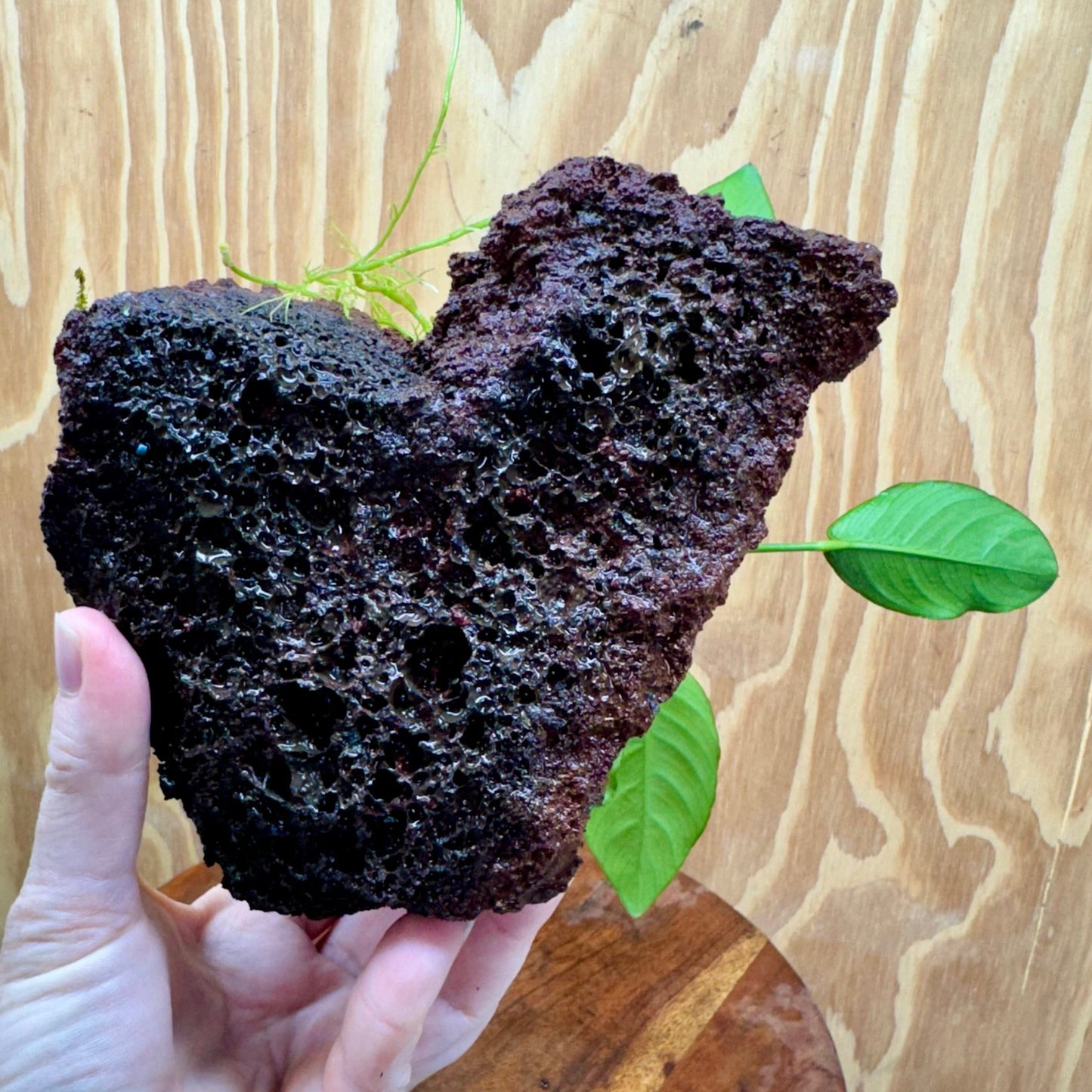 Pisces Enterprises One Only Anubias Lucy on Large Red Lava Rock Creation - One Only Buy Anubias Jenny on Large Red Lava Rock Creation One Only for Aquarium