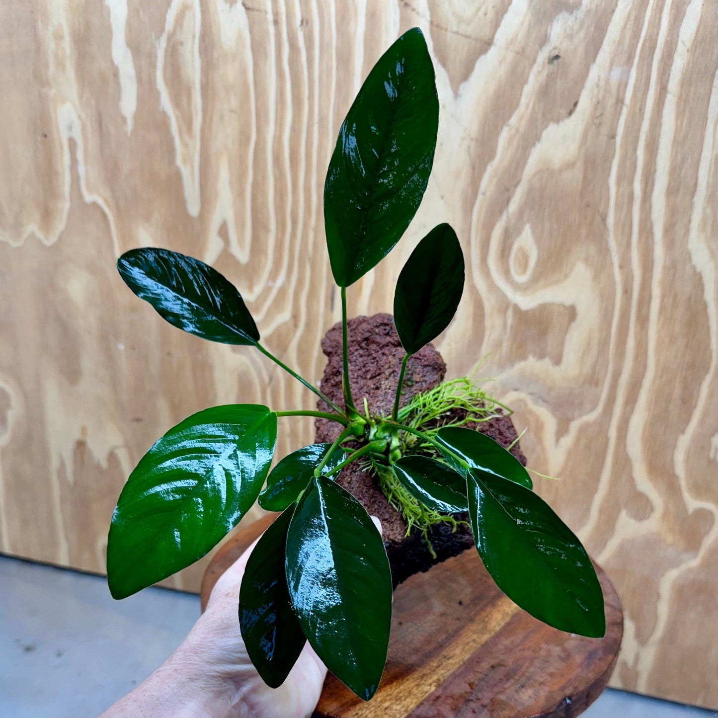 Pisces Enterprises One Only Anubias Lucy on Large Red Lava Rock Creation - One Only Buy Anubias Jenny on Large Red Lava Rock Creation One Only for Aquarium