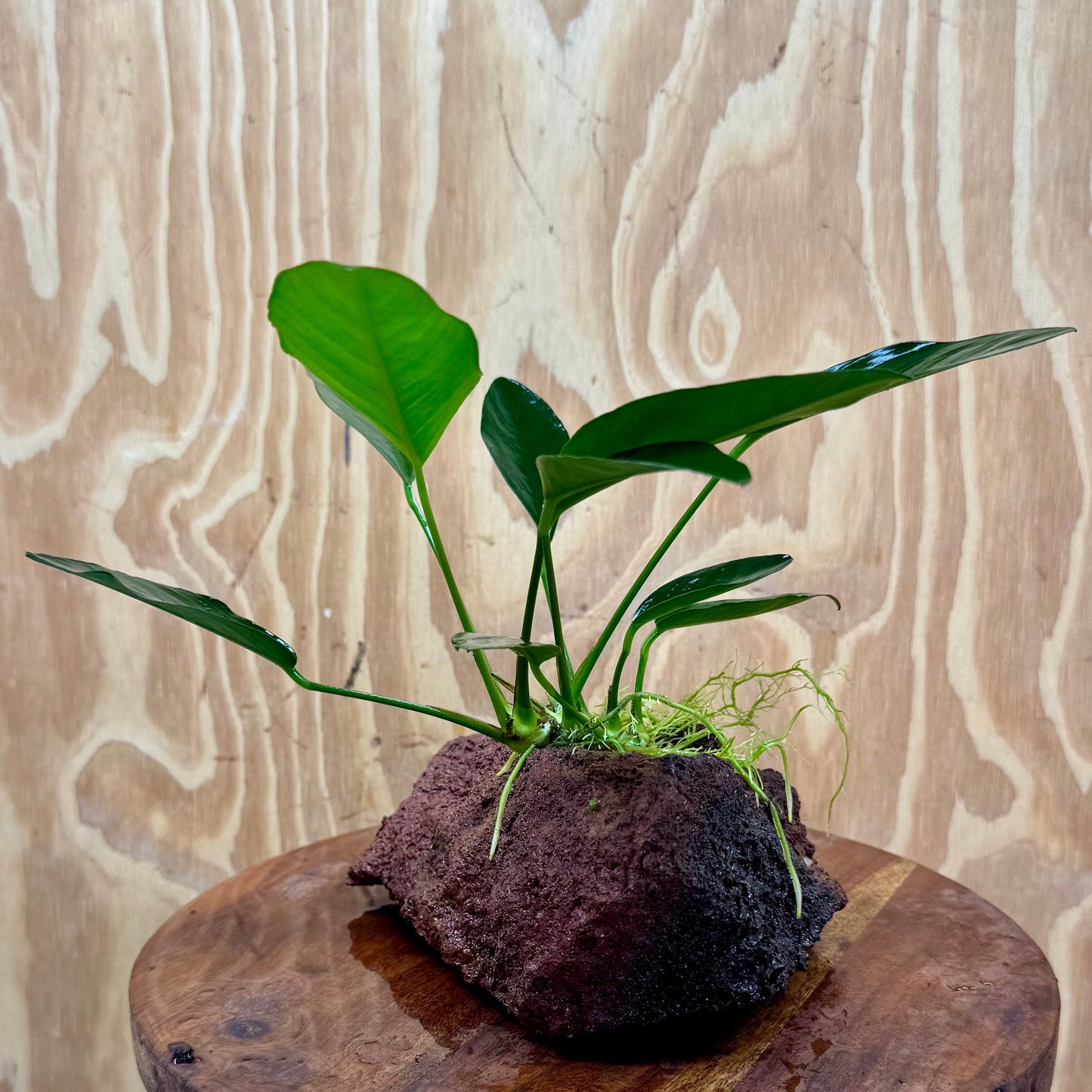 Pisces Enterprises One Only Anubias Lucy on Large Red Lava Rock Creation - One Only Buy Anubias Jenny on Large Red Lava Rock Creation One Only for Aquarium