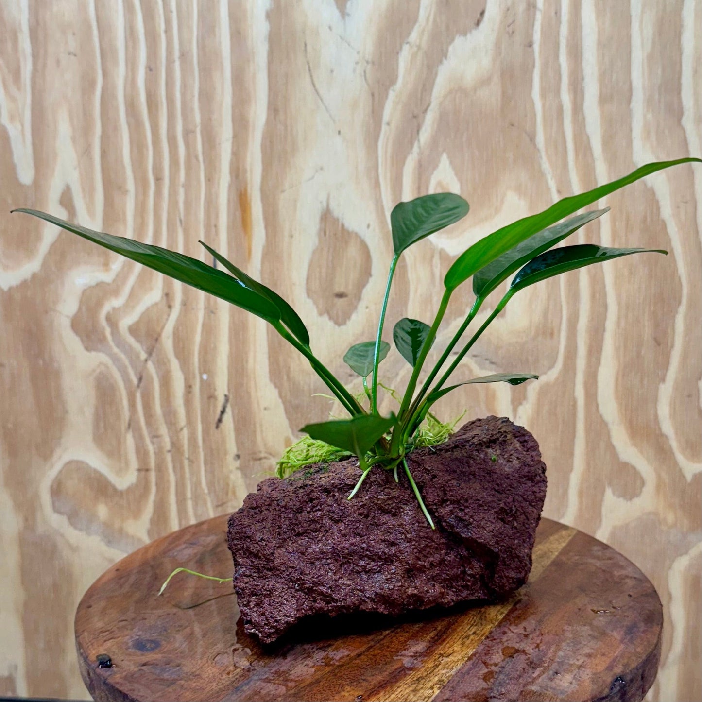 Pisces Enterprises One Only Anubias Lucy on Large Red Lava Rock Creation - One Only Buy Anubias Jenny on Large Red Lava Rock Creation One Only for Aquarium