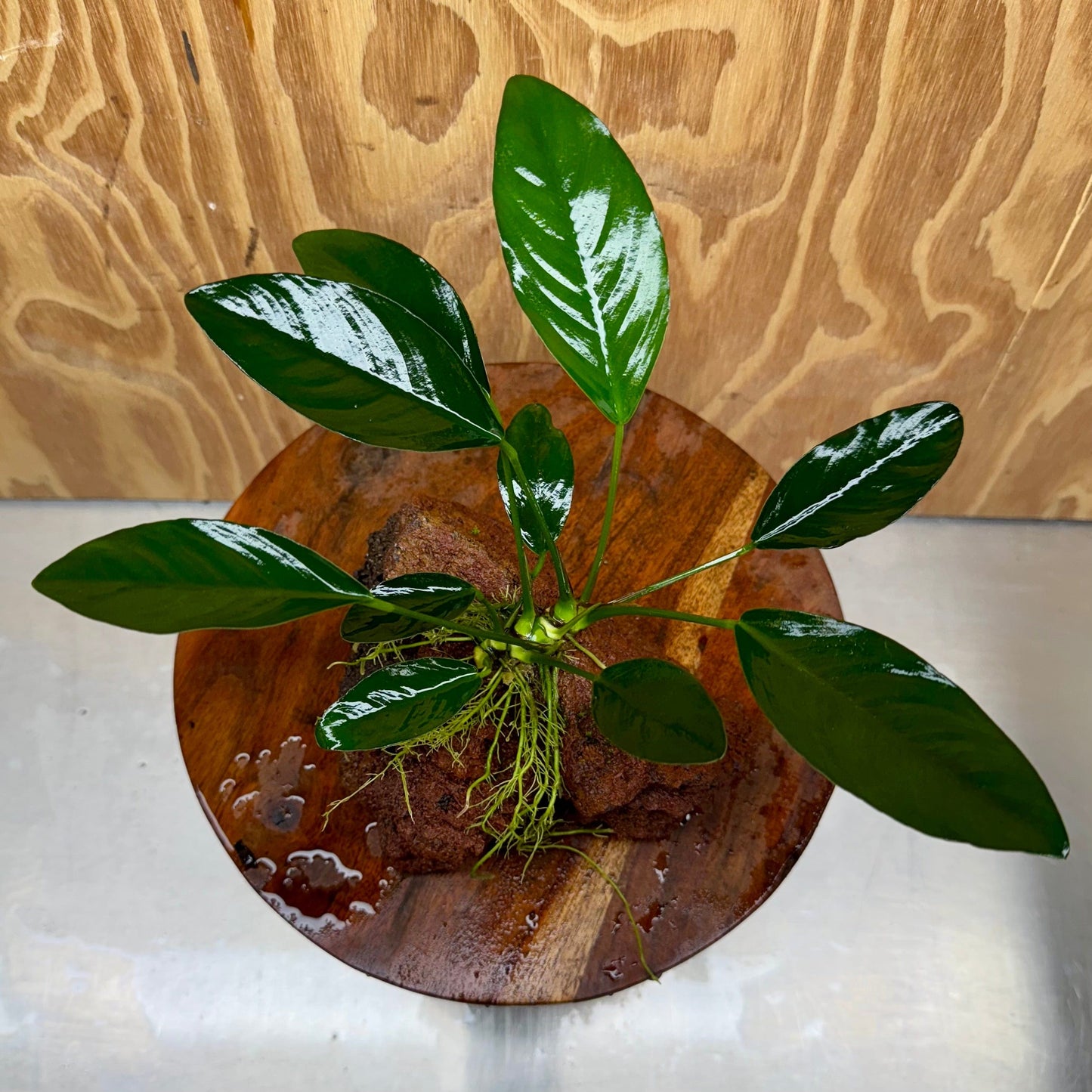 Pisces Enterprises One Only Anubias Lucy on Large Red Lava Rock Creation - One Only Buy Anubias Jenny on Large Red Lava Rock Creation One Only for Aquarium