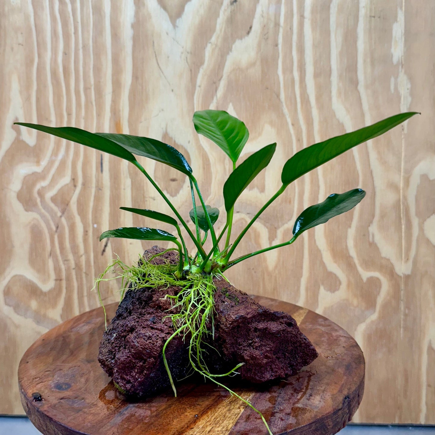 Pisces Enterprises One Only Anubias Lucy on Large Red Lava Rock Creation - One Only Buy Anubias Jenny on Large Red Lava Rock Creation One Only for Aquarium