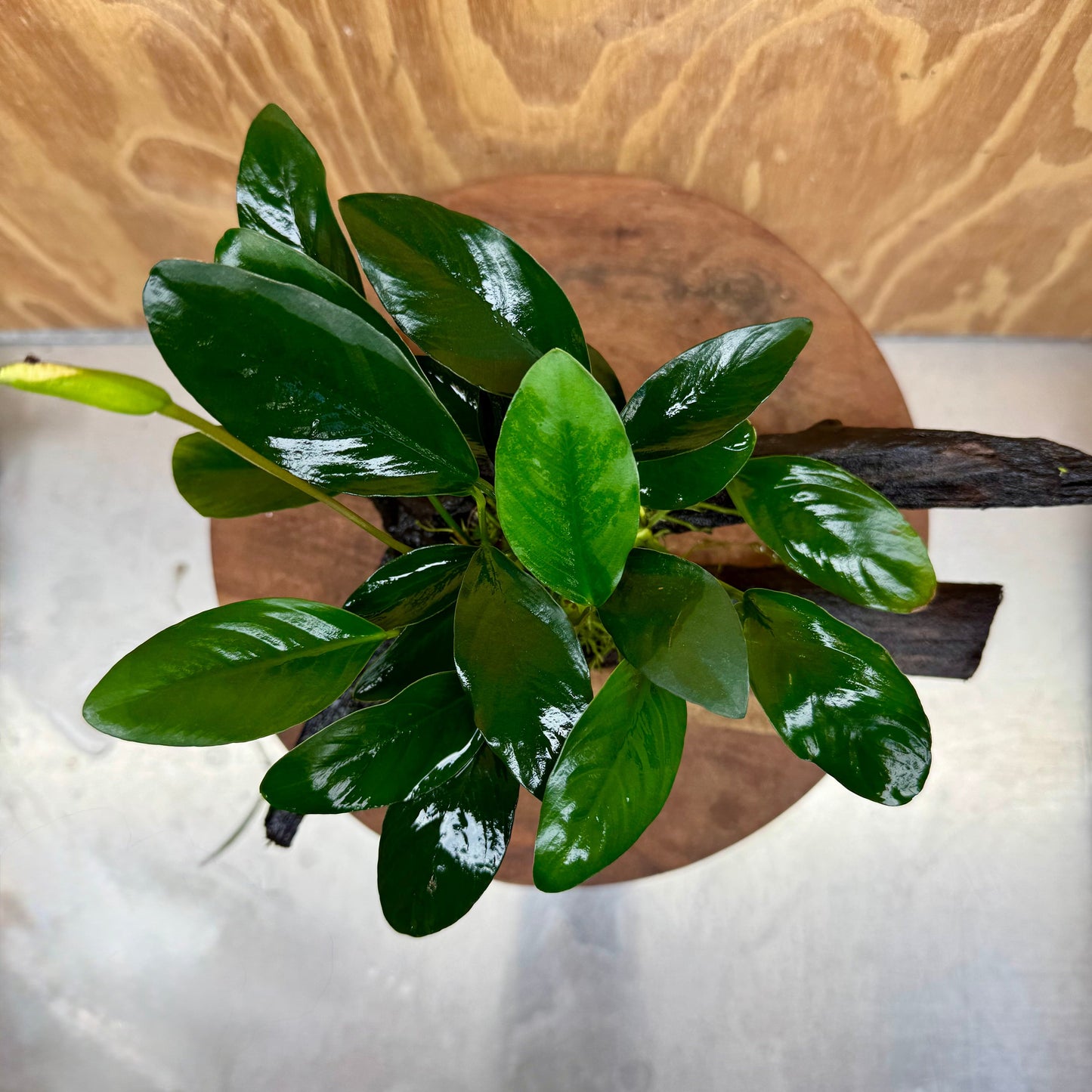 Scapeshop.com.au One Only Anubias Lucy on Medium Driftwood Creation - One Only - Happy Anubias Nana on Medium Driftwood - One Only - Aquarium Plants Australia