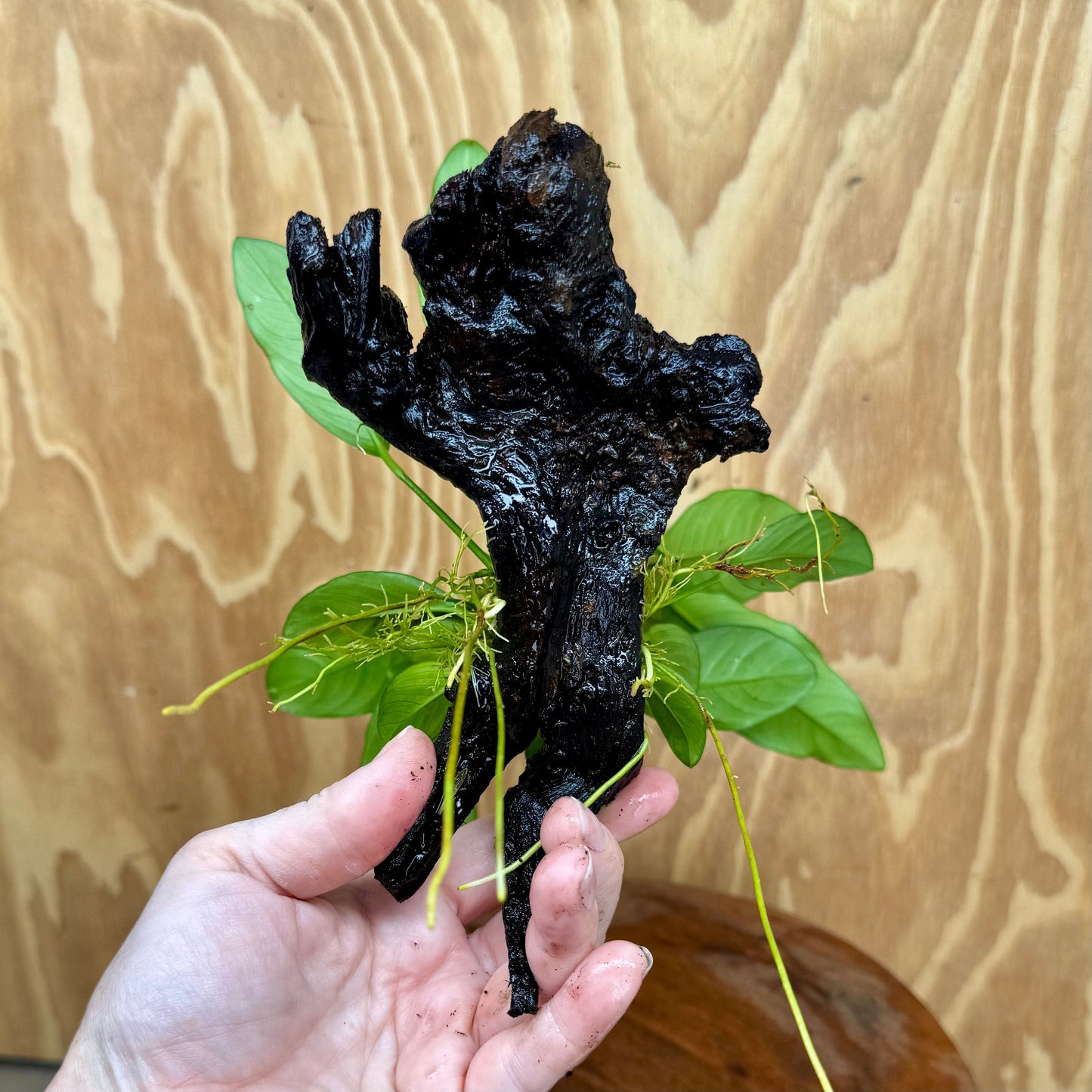 Scapeshop.com.au One Only Anubias Lucy on Medium Driftwood Creation - One Only - Happy Anubias Nana on Medium Driftwood - One Only - Aquarium Plants Australia