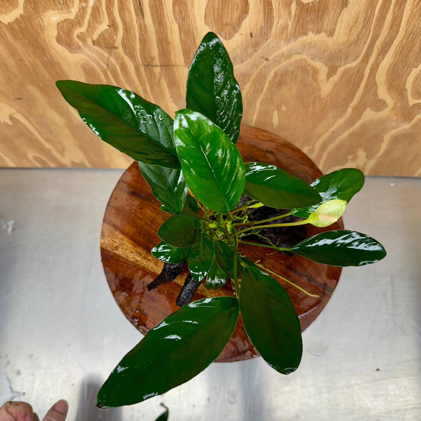 Scapeshop.com.au One Only Anubias Lucy on Medium Driftwood Creation - One Only - Happy Anubias Nana on Medium Driftwood - One Only - Aquarium Plants Australia