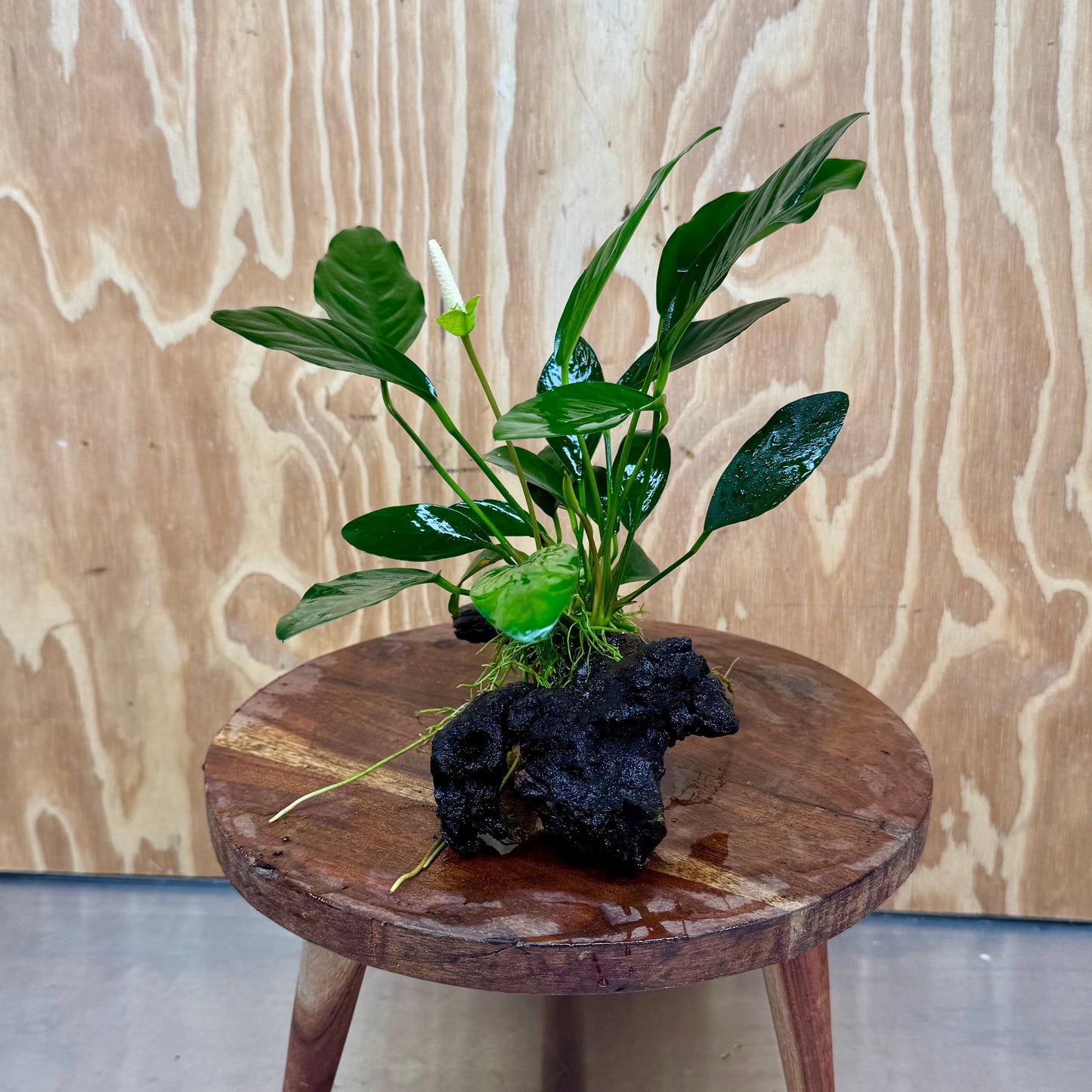 Scapeshop.com.au One Only Anubias Lucy on Medium Driftwood Creation - One Only - Happy Anubias Nana on Medium Driftwood - One Only - Aquarium Plants Australia