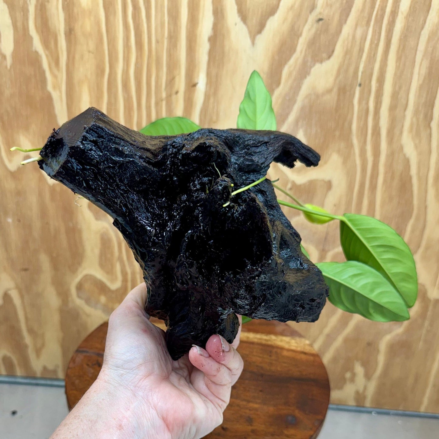 Scapeshop.com.au One Only Anubias Lucy on Medium Driftwood Creation - One Only - Happy Anubias Nana on Medium Driftwood - One Only - Aquarium Plants Australia
