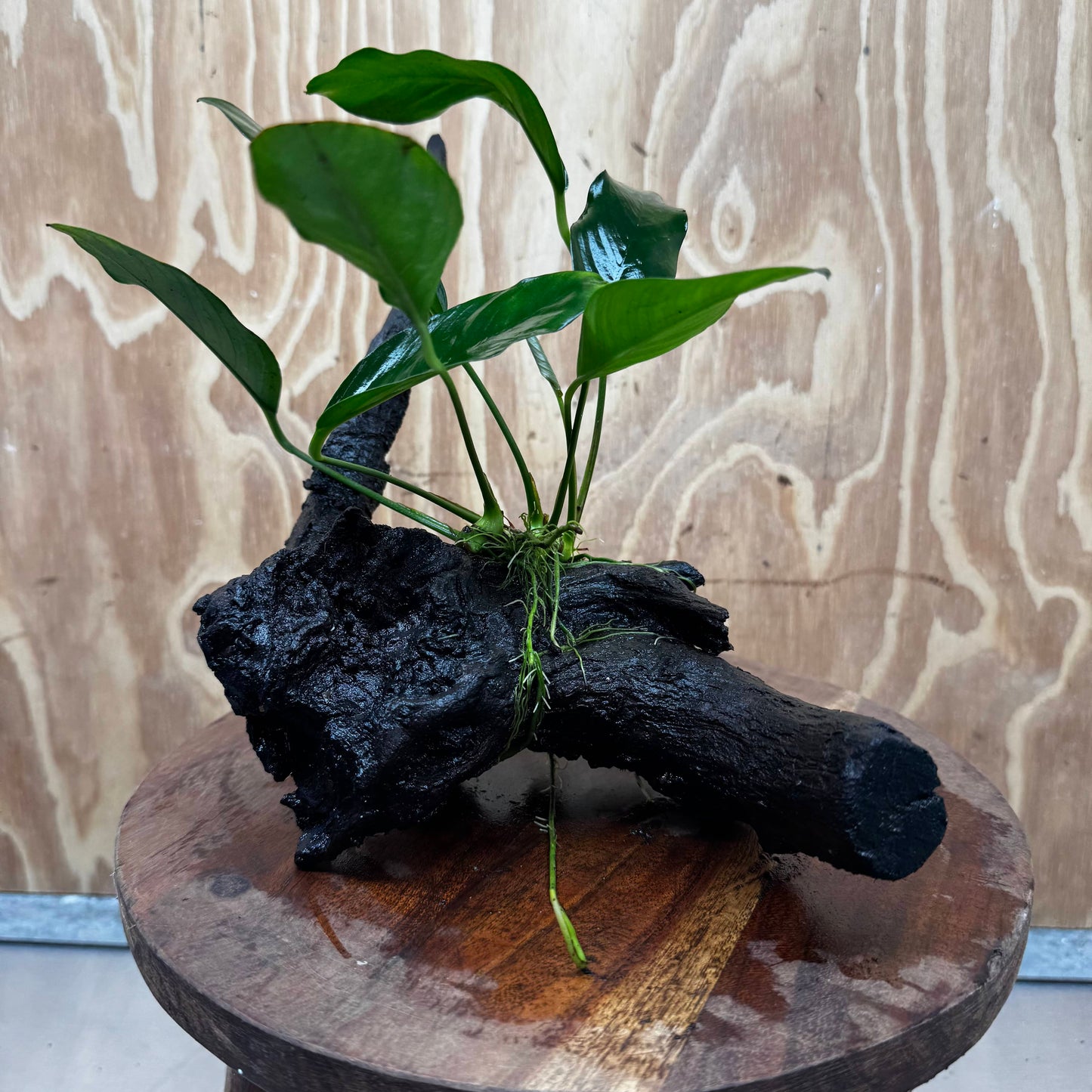 Scapeshop.com.au One Only Anubias Lucy on Medium Driftwood Creation - One Only - Happy Anubias Lucy on Driftwood - One Only - buy Aquarium Plants in Australia