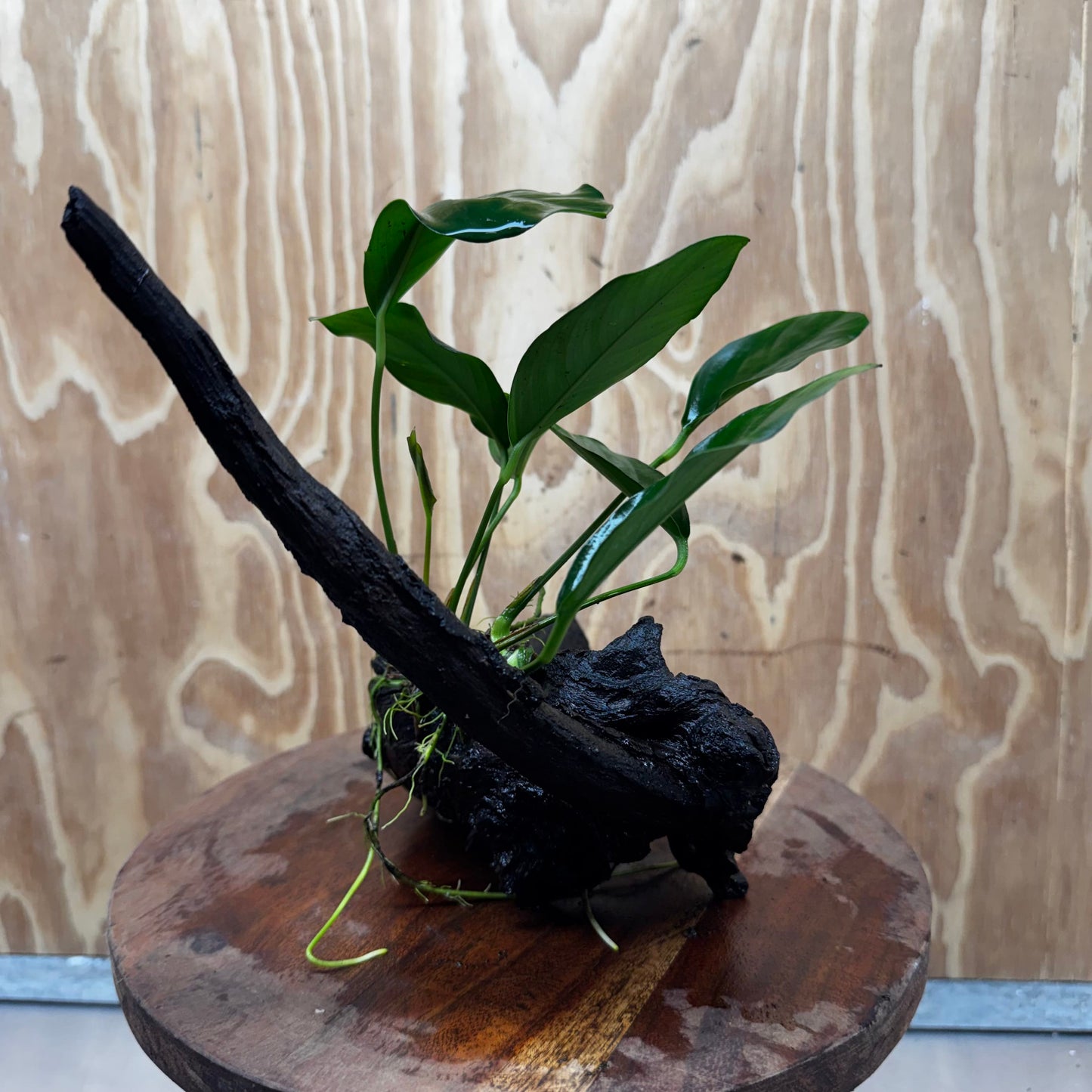 Scapeshop.com.au One Only Anubias Lucy on Medium Driftwood Creation - One Only - Happy Anubias Lucy on Driftwood - One Only - buy Aquarium Plants in Australia