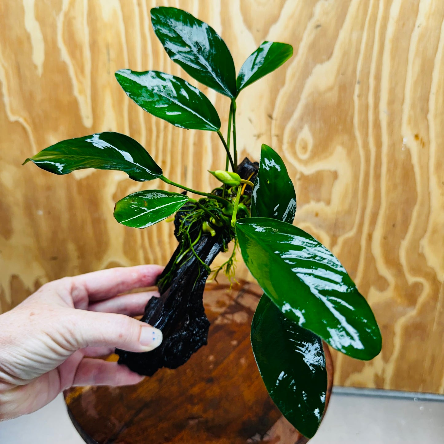 Pisces Enterprises One Only Anubias ‘Lucy' on Medium Driftwood Creation - One Only - Joyful Anubias Lucy on Medium Driftwood - ONE ONLY - Scapeshop Aquarium Plants