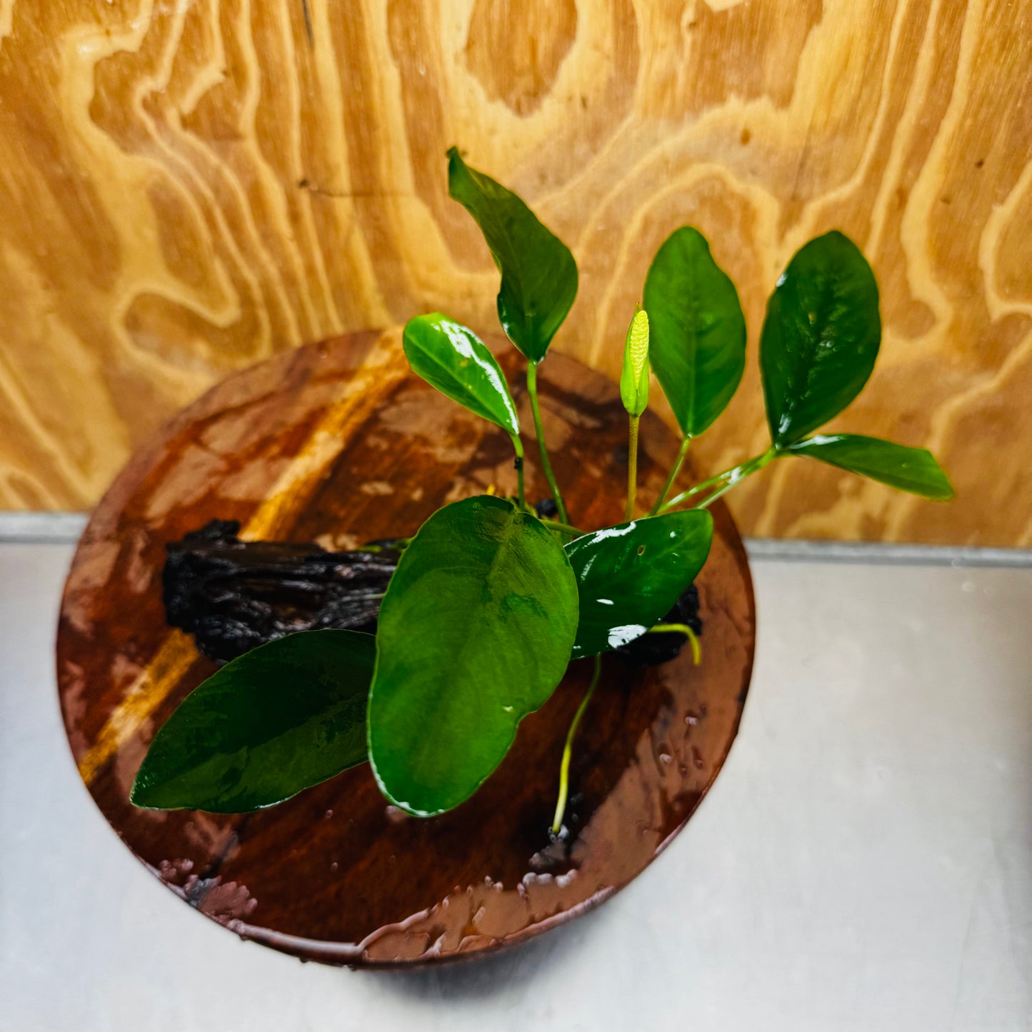Pisces Enterprises One Only Anubias ‘Lucy' on Medium Driftwood Creation - One Only - Joyful Anubias Lucy on Medium Driftwood - ONE ONLY - Scapeshop Aquarium Plants