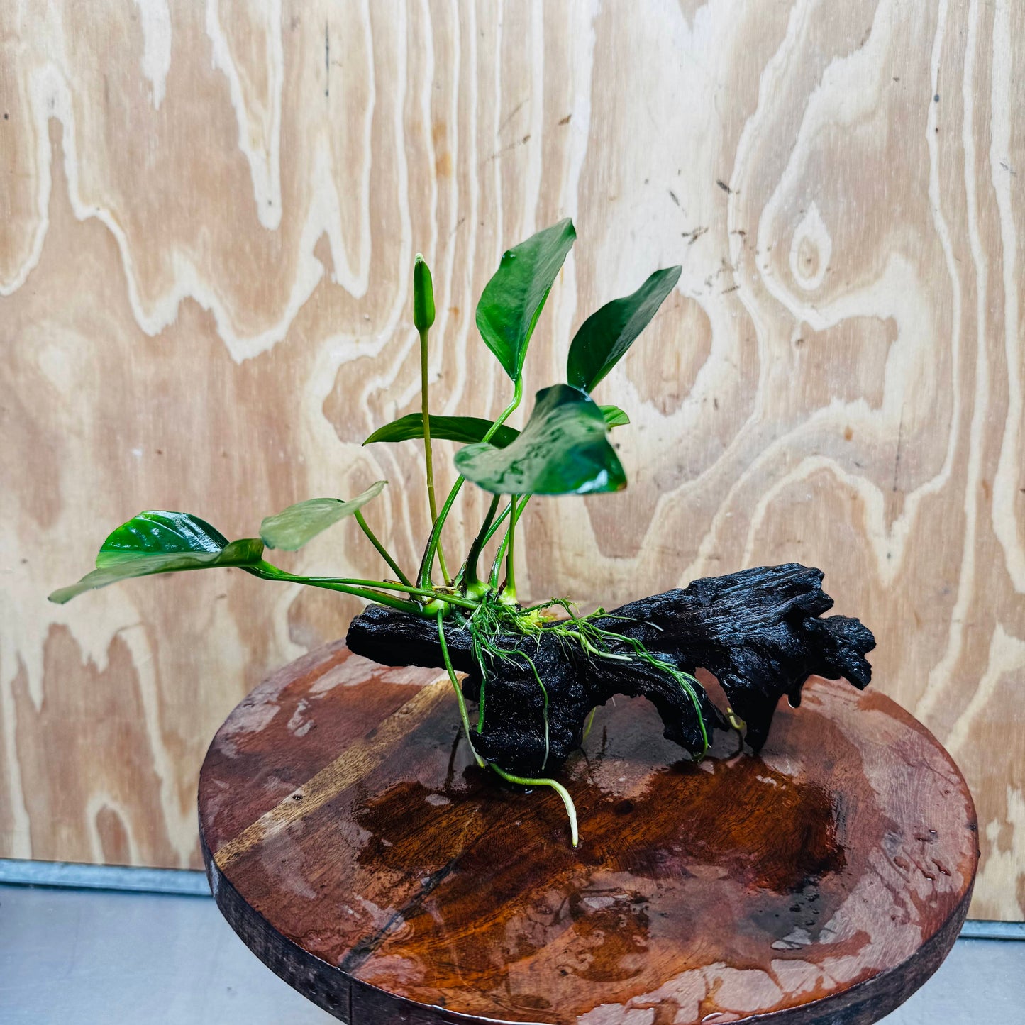 Pisces Enterprises One Only Anubias ‘Lucy' on Medium Driftwood Creation - One Only - Joyful Anubias Lucy on Medium Driftwood - ONE ONLY - Scapeshop Aquarium Plants
