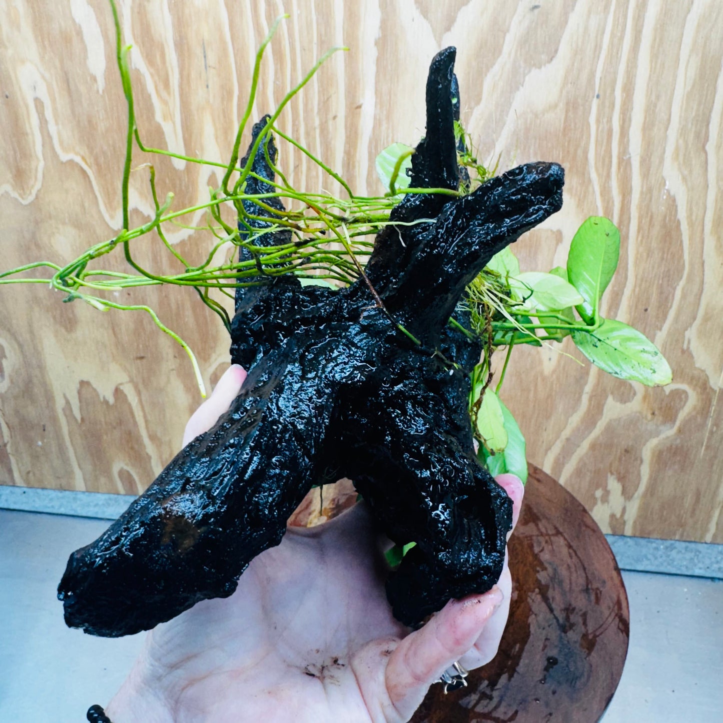 Pisces Enterprises One Only Anubias ‘Lucy' on Medium Driftwood Creation - One Only - Joyful Anubias Lucy on Medium Driftwood - ONE ONLY - Scapeshop Aquarium Plants