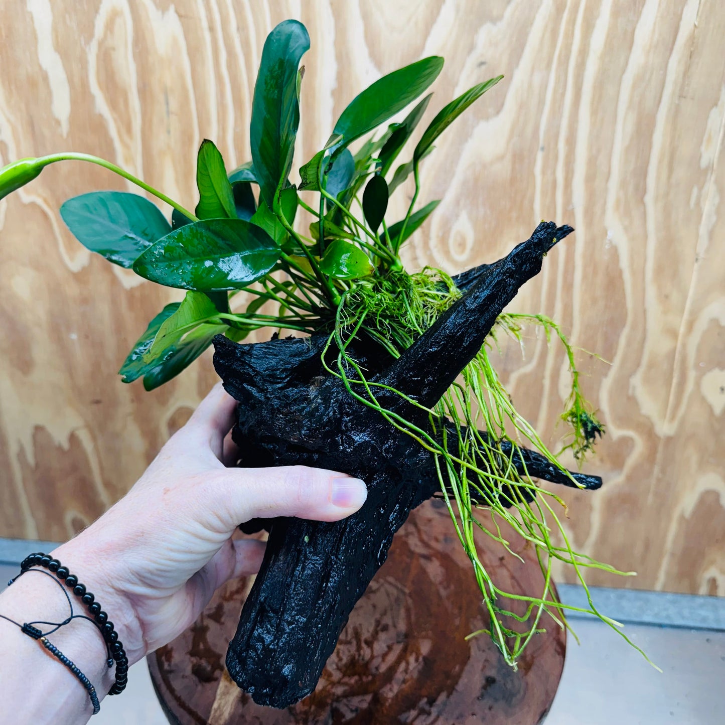 Pisces Enterprises One Only Anubias ‘Lucy' on Medium Driftwood Creation - One Only - Joyful Anubias Lucy on Medium Driftwood - ONE ONLY - Scapeshop Aquarium Plants