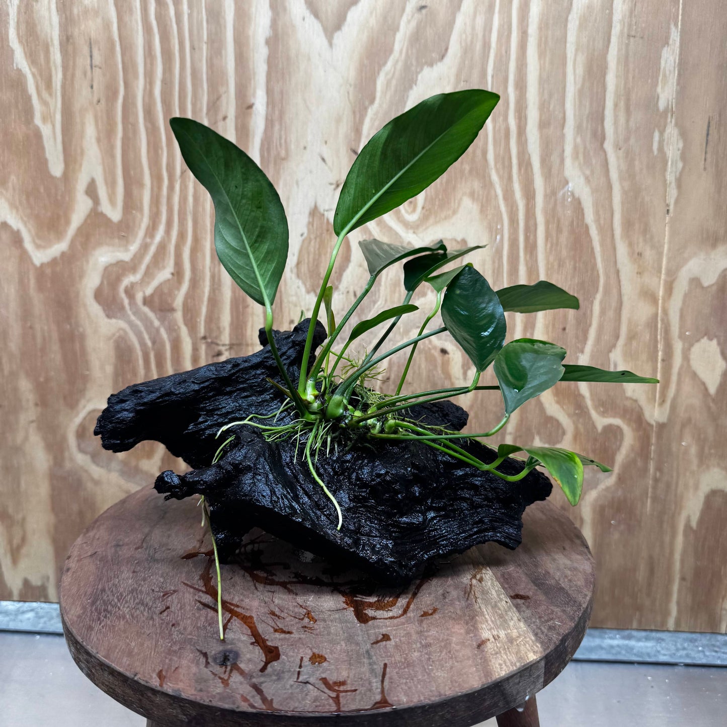 Pisces Enterprises One Only Anubias ‘Lucy' on Medium Driftwood Creation - One Only - Joyful Anubias Lucy on Medium Driftwood - ONE ONLY - Scapeshop Aquarium Plants
